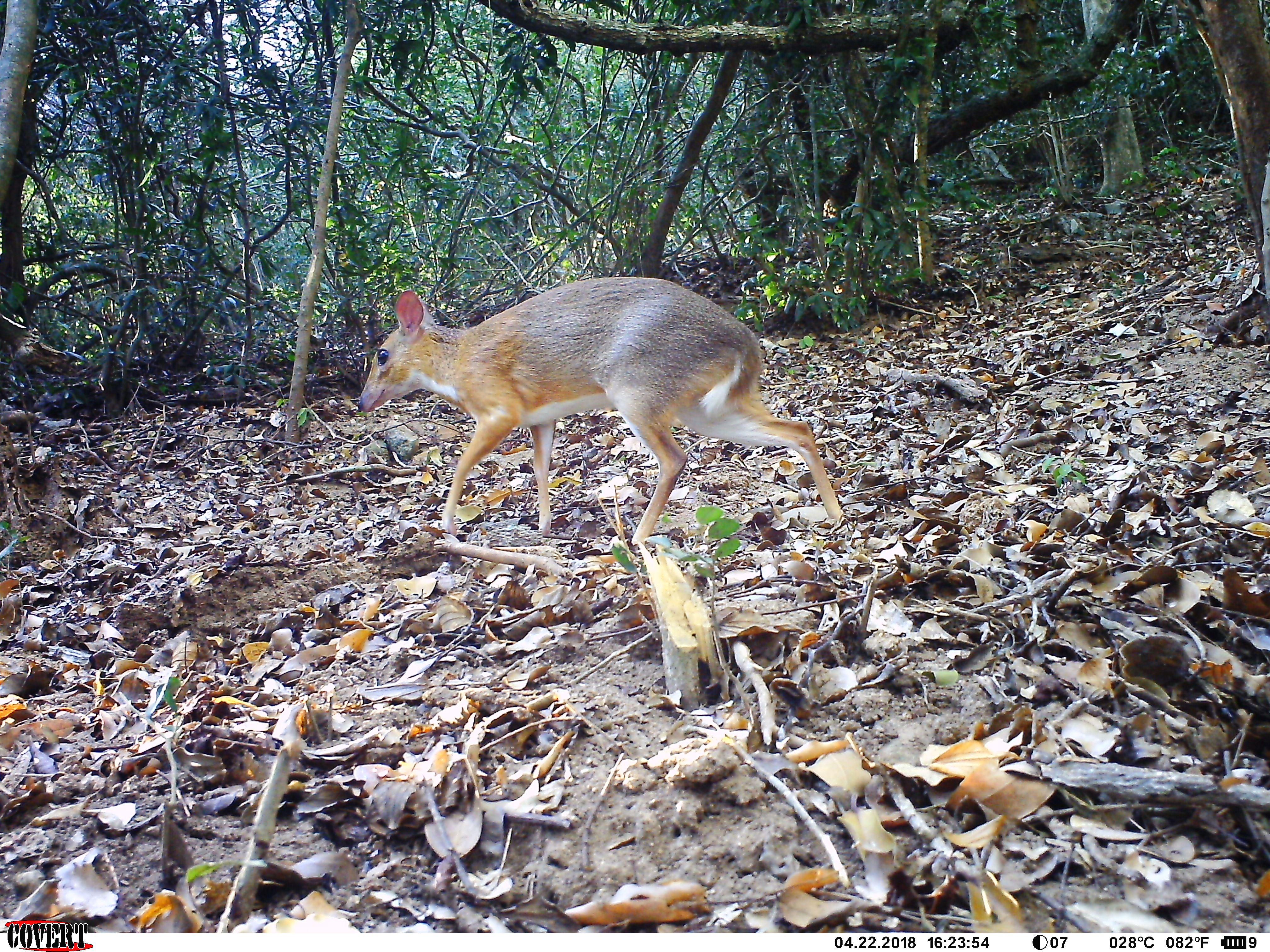 Rare Mouse Deer Caught On Camera In Vietnam Guides