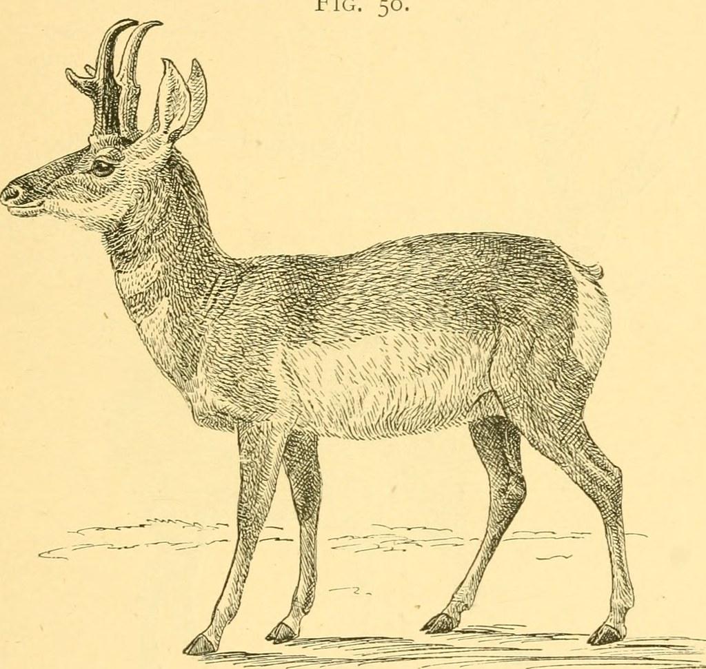 Image from of American types of animal life 18