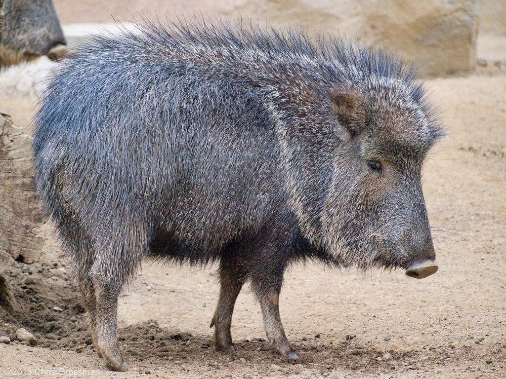 The Collared Peccary, also sometimes called the Javelina, is