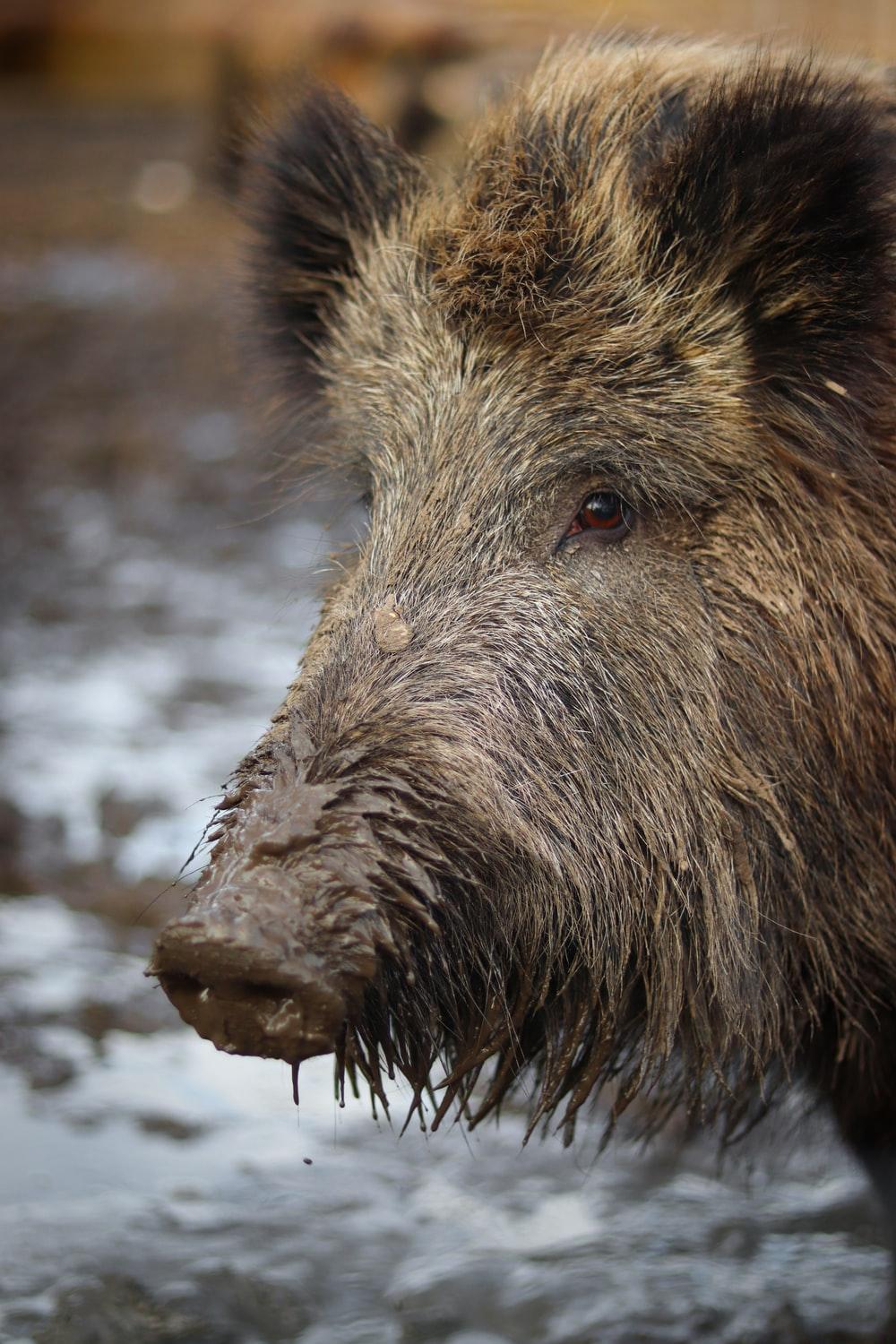 Hog Picture. Download Free Image