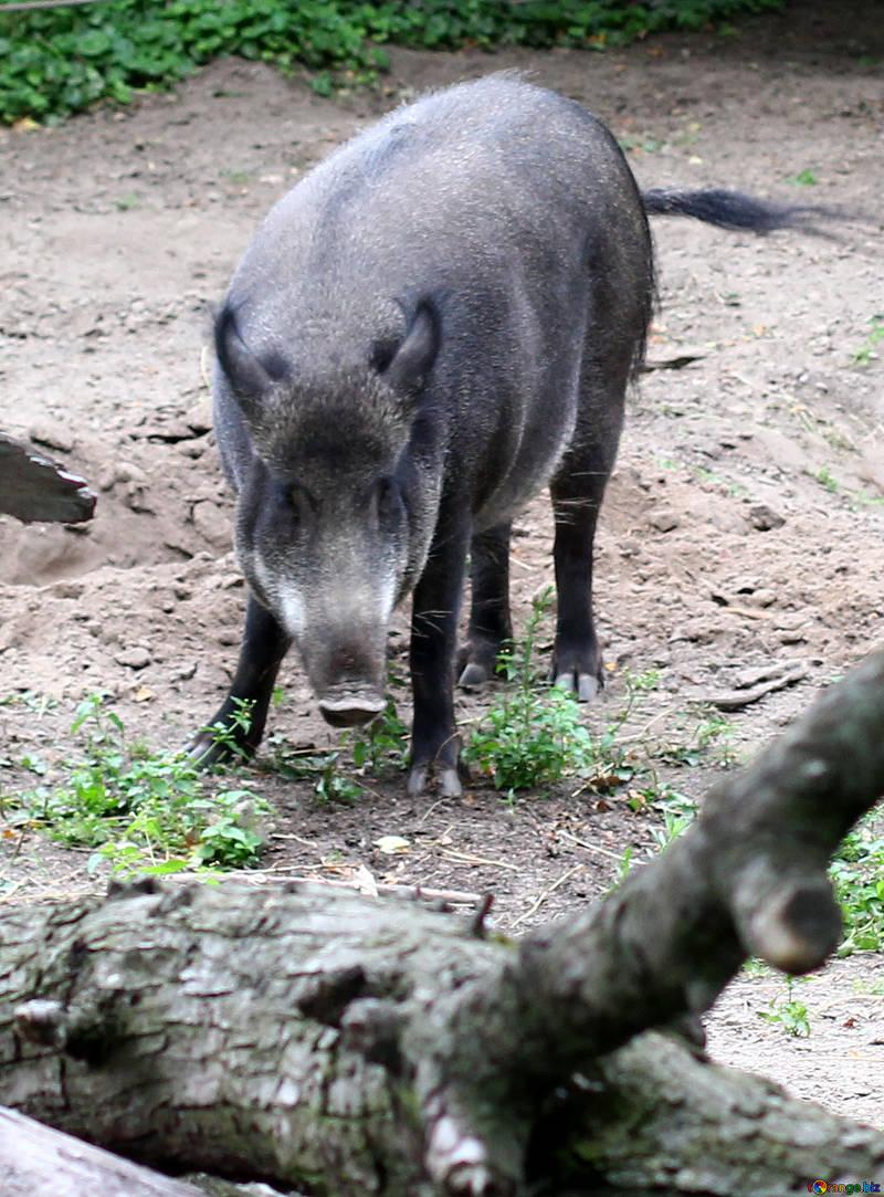 year of the pig peccary winter № 46045