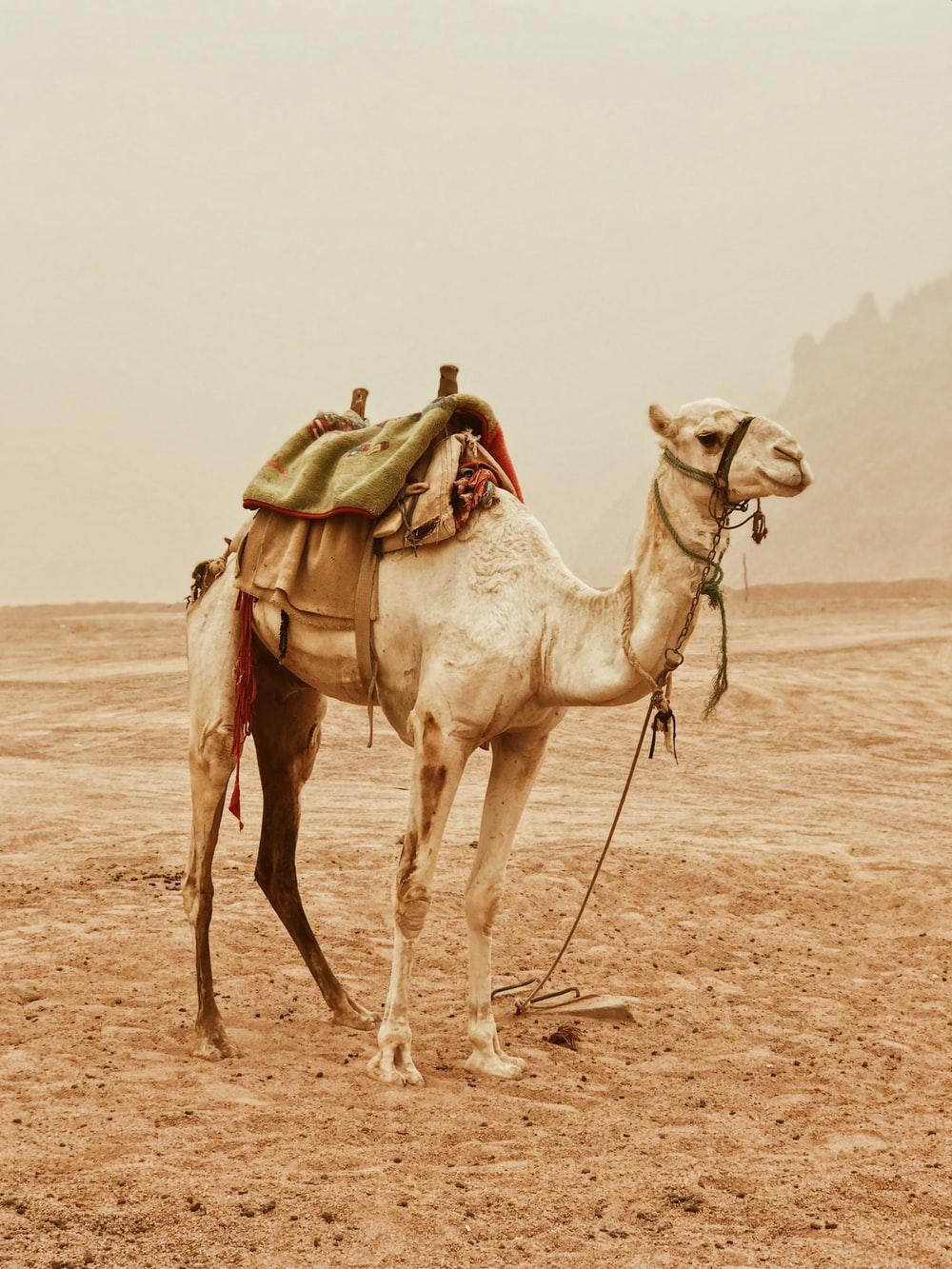Camel Picture [HD]. Download Free Image