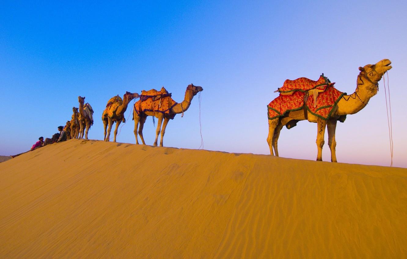 Wallpaper desert, camels, caravan image for desktop