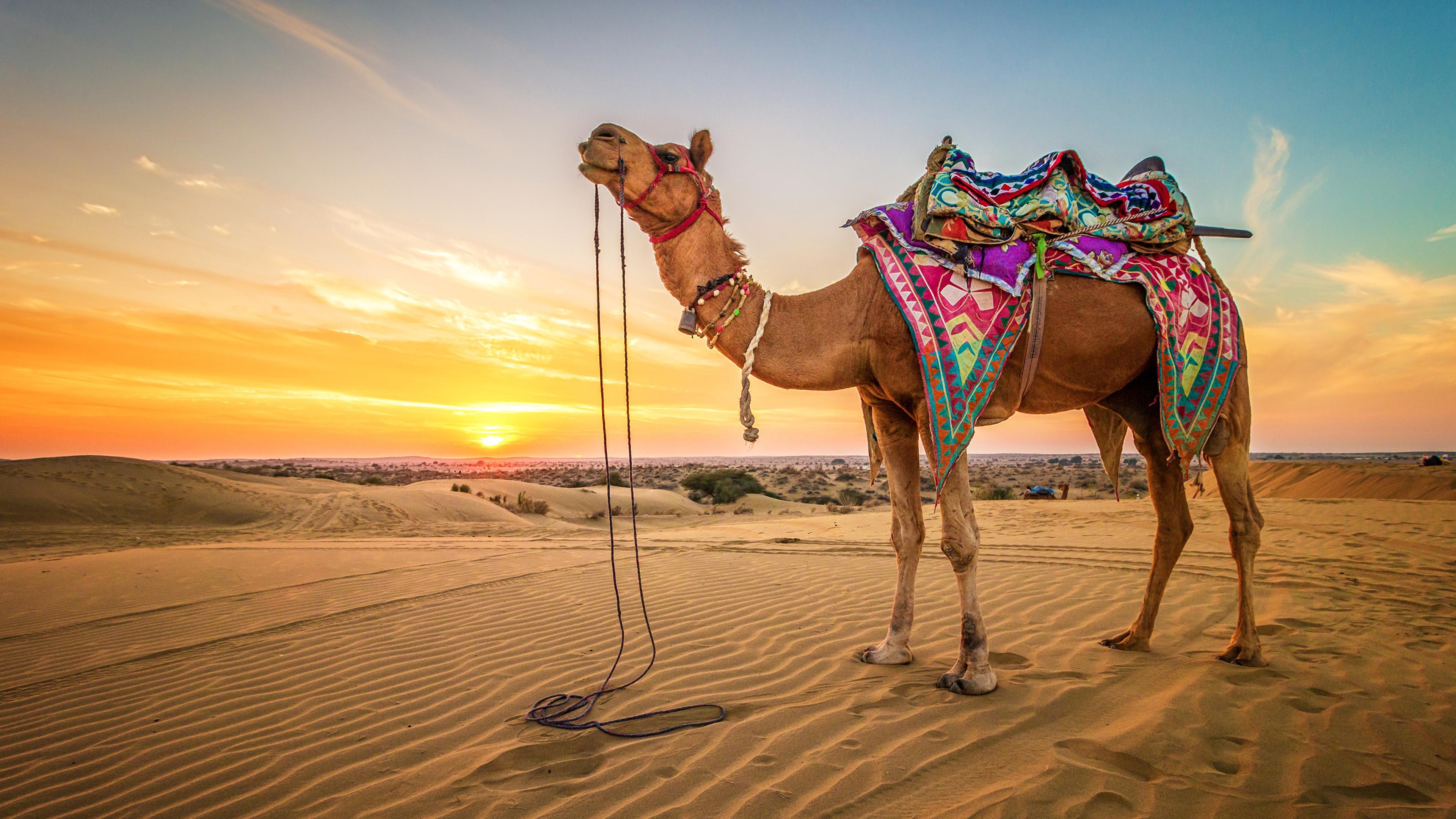 Desktop Wallpaper Camels Desert Sand sunrise and sunset