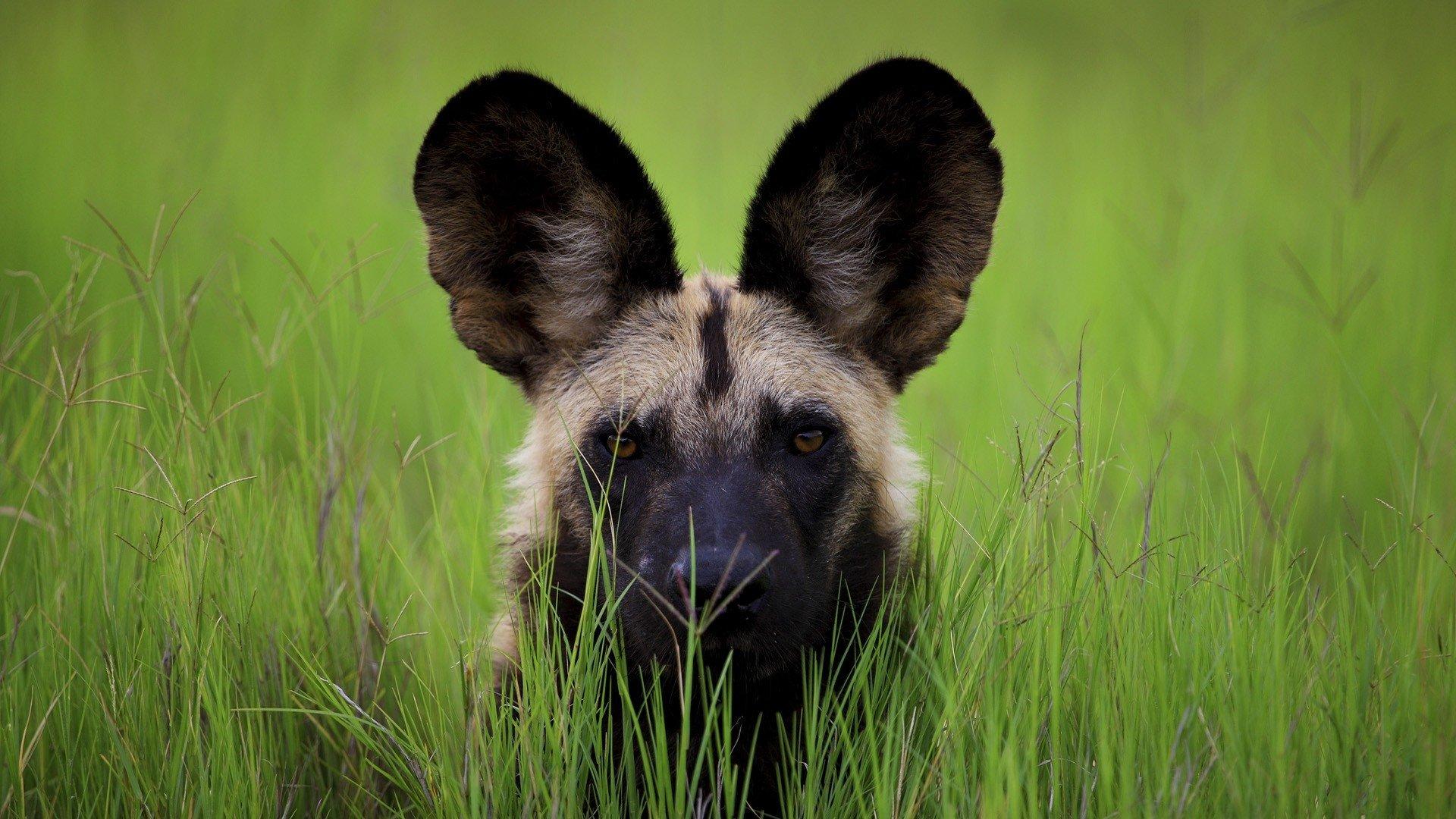 African wild dog HD Wallpaper