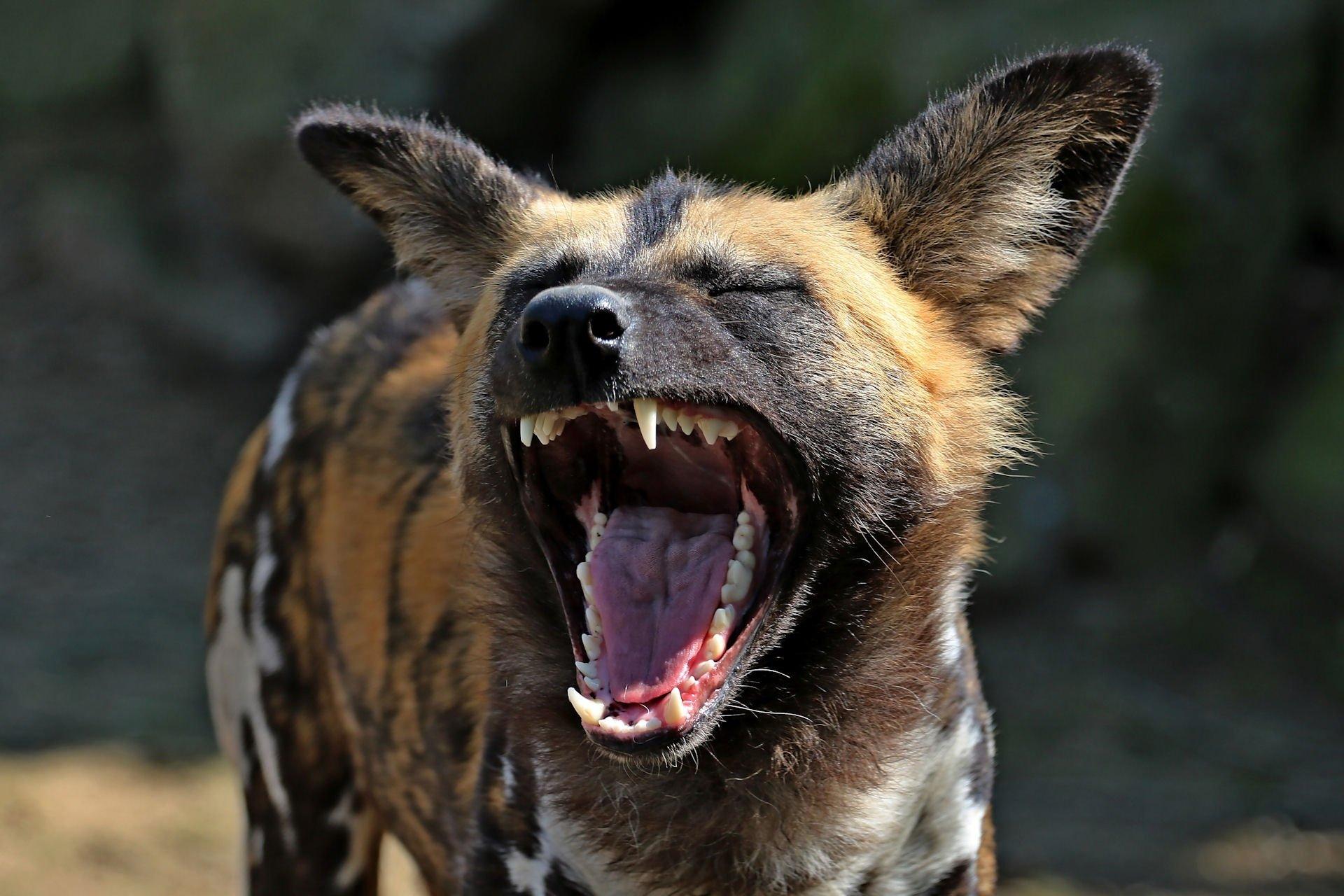 African wild Dog, African hunting dog or Painted Wolf HD