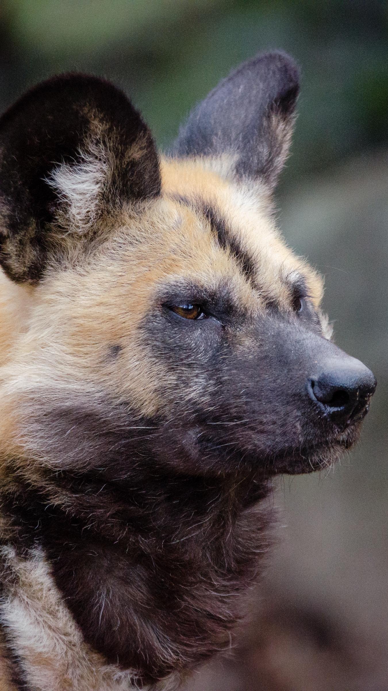 Download wallpaper 1350x2400 african wild dog, muzzle