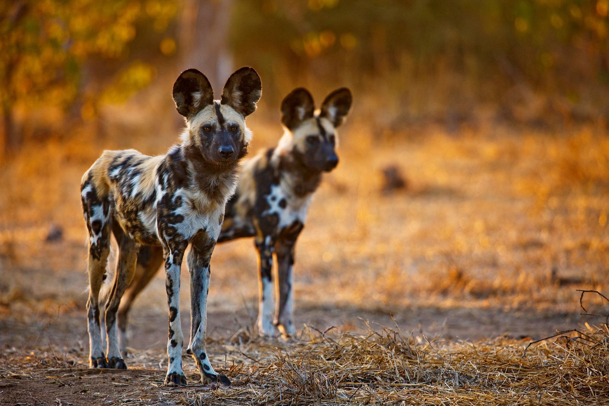 African Wild Dog Wallpapers Wallpaper Cave