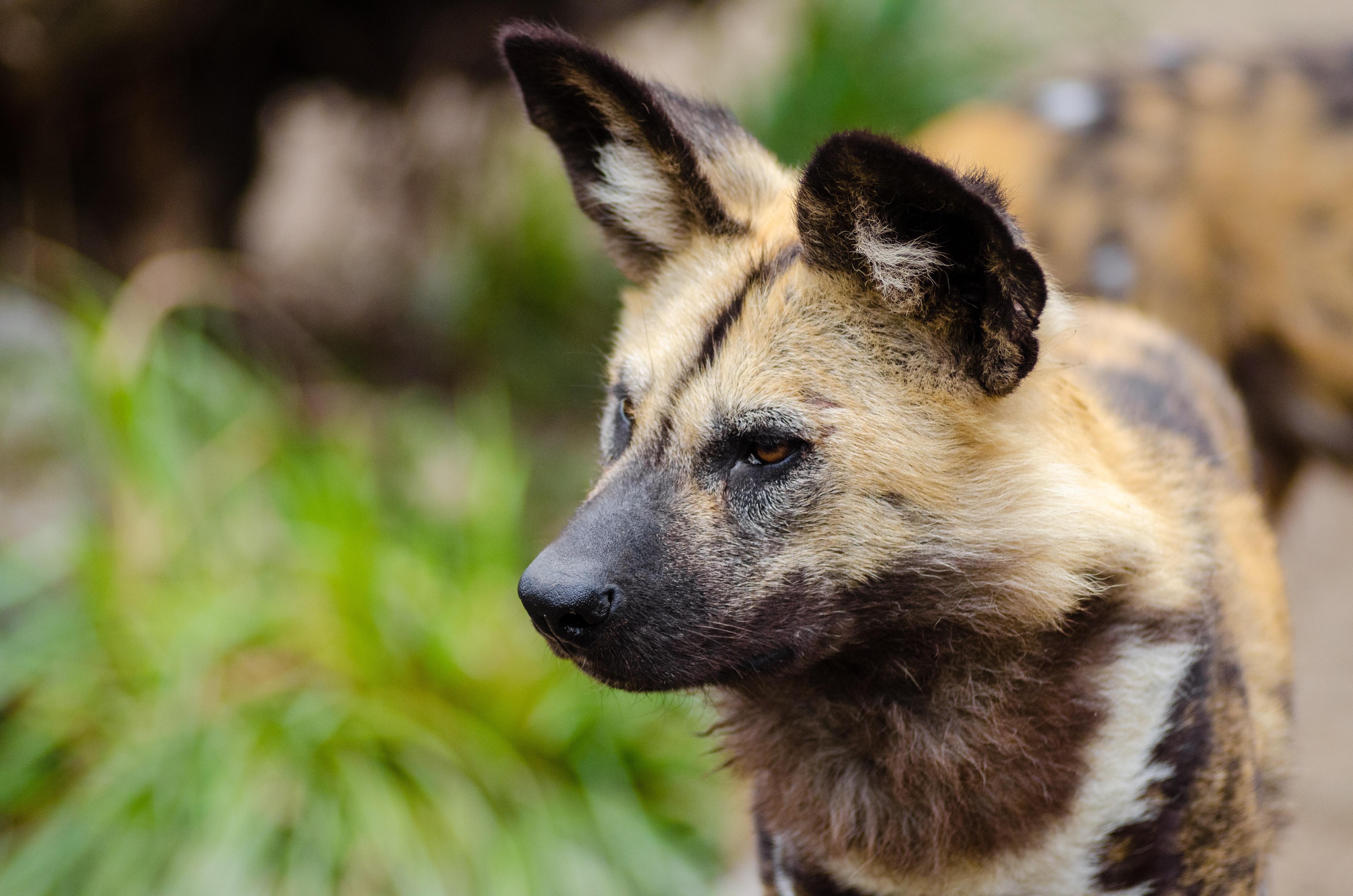 Close Up Photography of African Wild Dog · Free