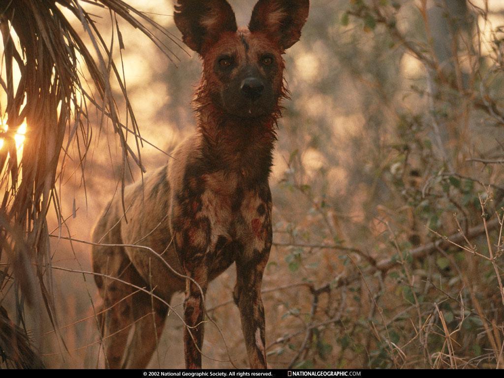 Download African Wild Dog Wallpaper, HD Background Download