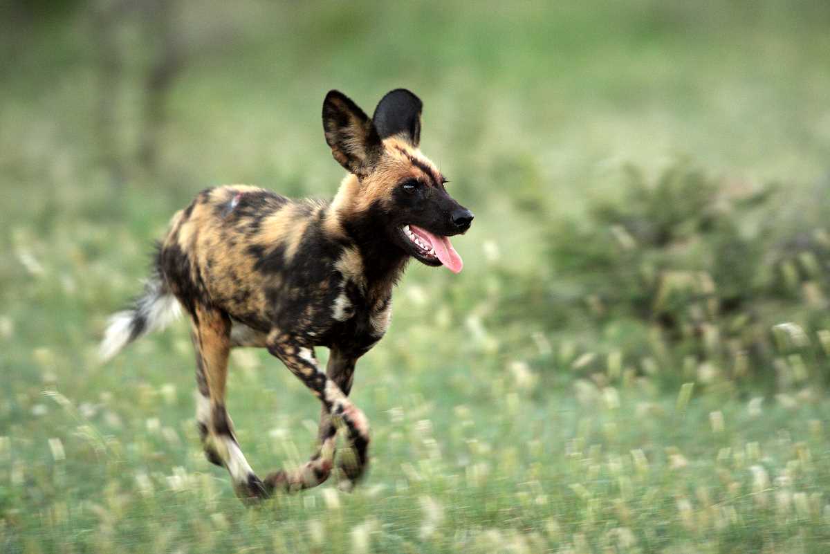 Free download African Wild Dog Picture Diet Breeding Life