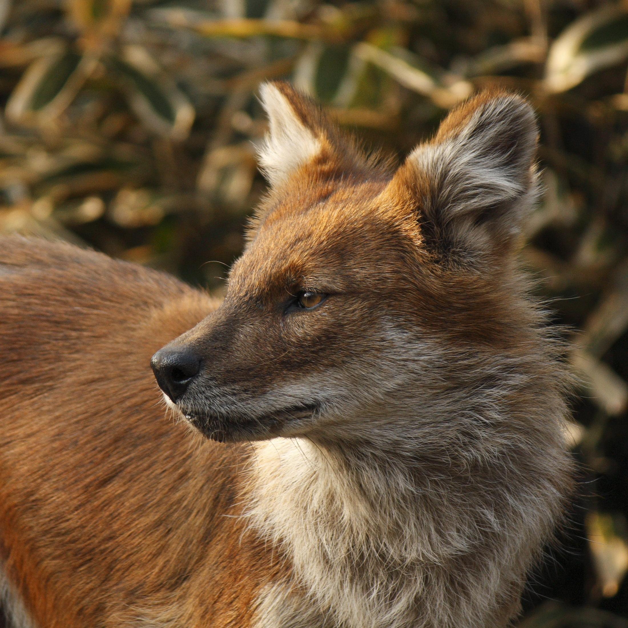 Brown and white fox closeup photography, dhole HD wallpaper