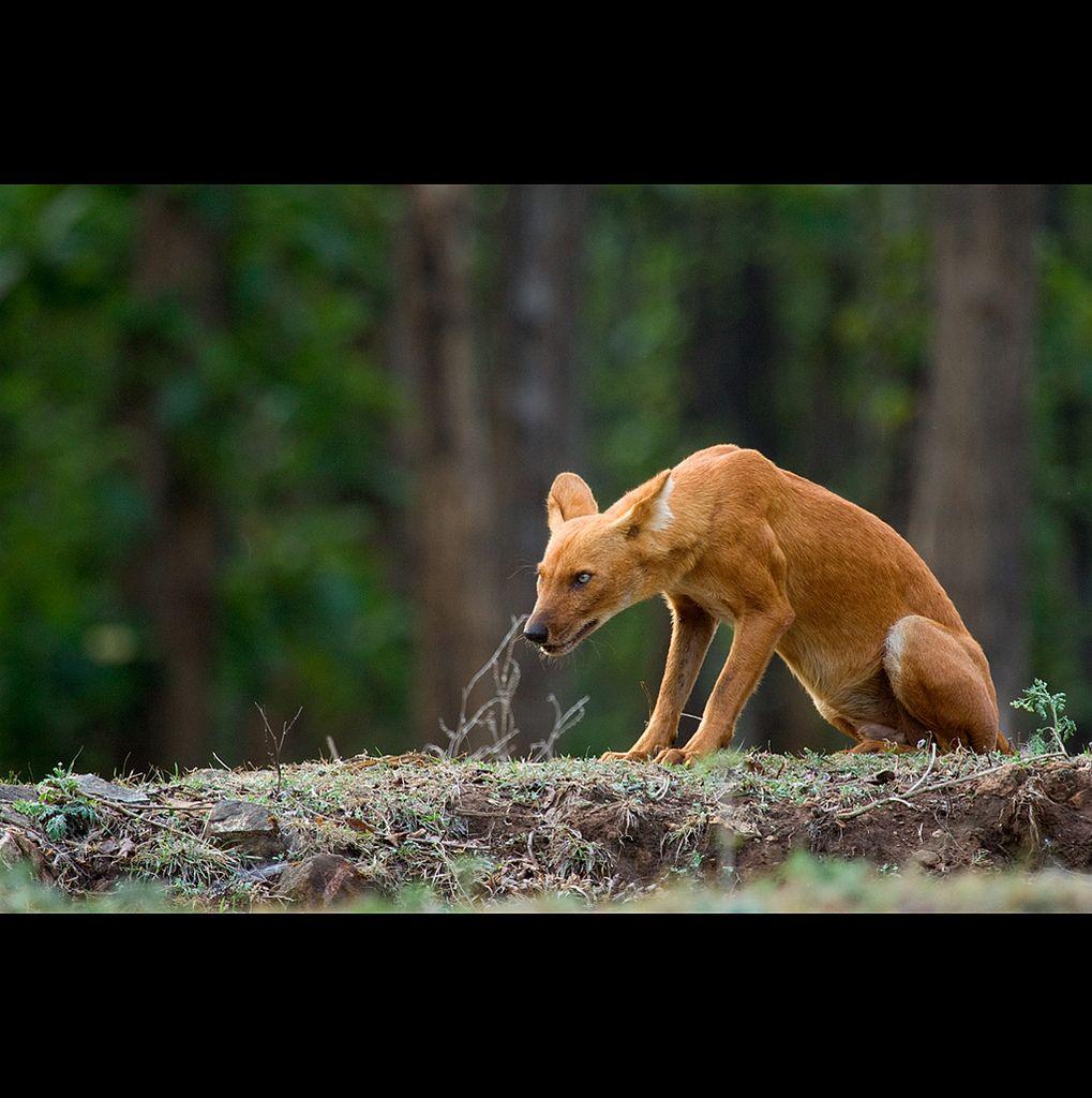 Free HD Wallpaper • The look of Dhole (Asiatic Wild Dog)