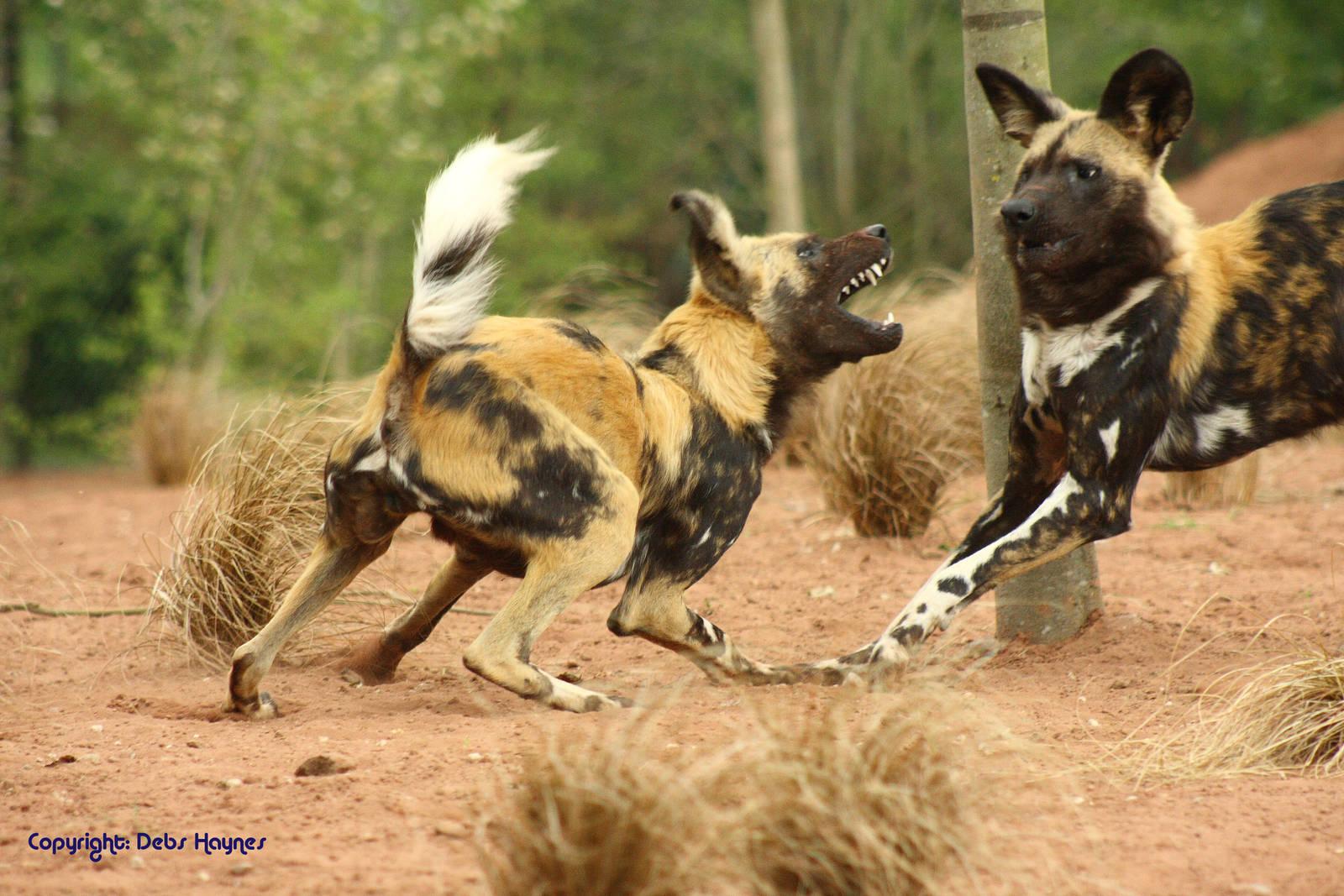 Free download WildLife African Wild Dog Facts Image