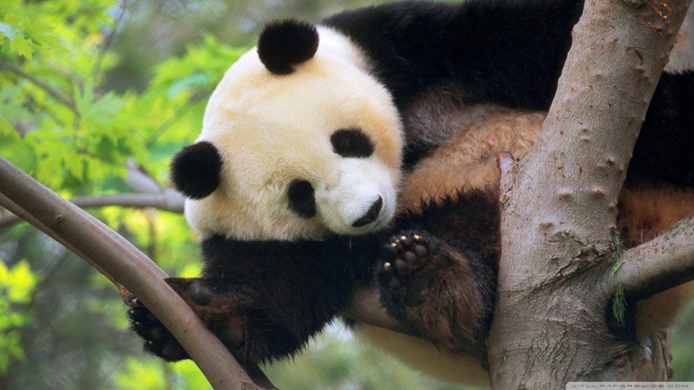 Panda Tree Giant Free Bear Desktop Wallpaper Panda