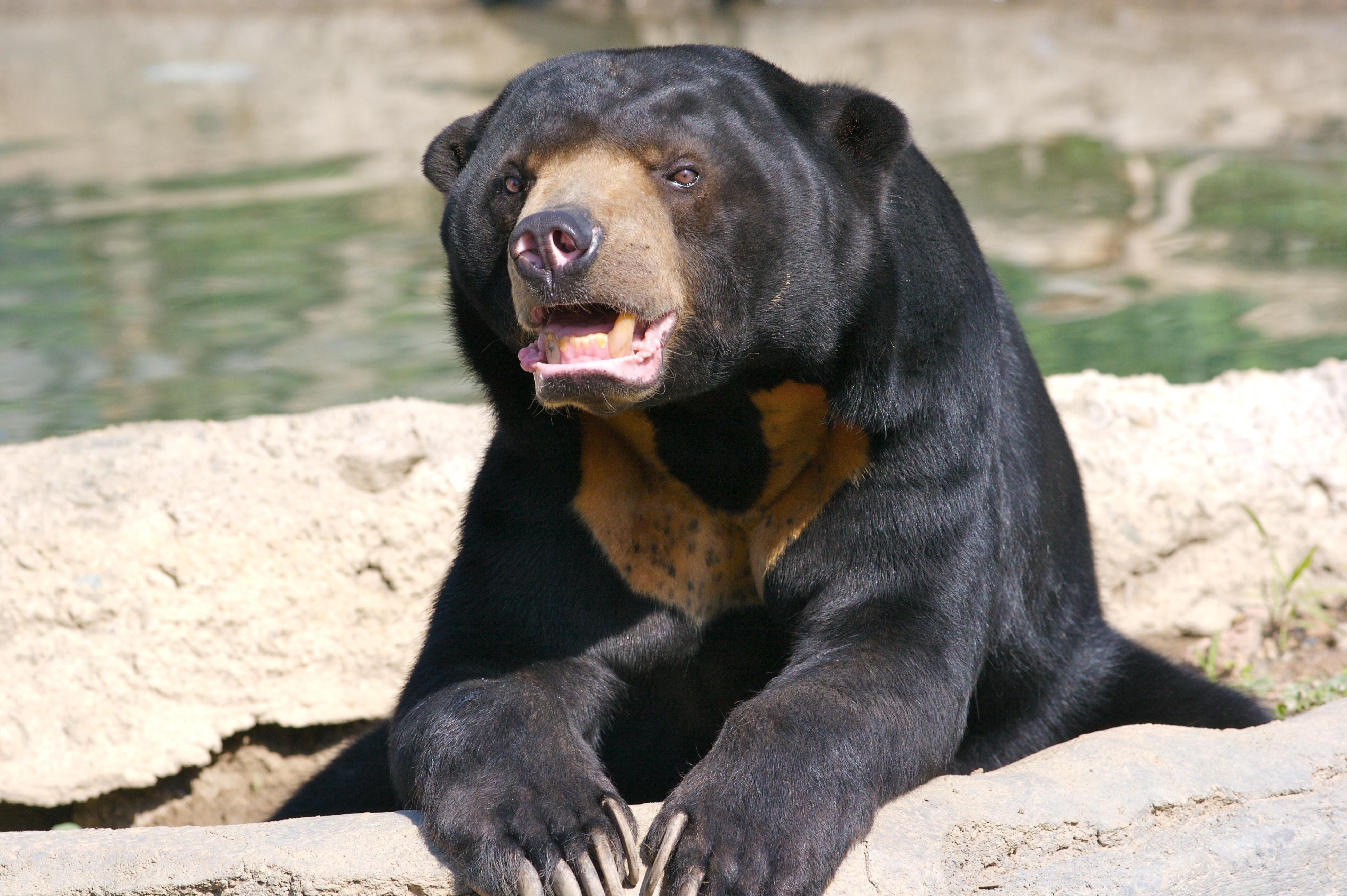 Sun Bear HD Wallpaper and Background Image