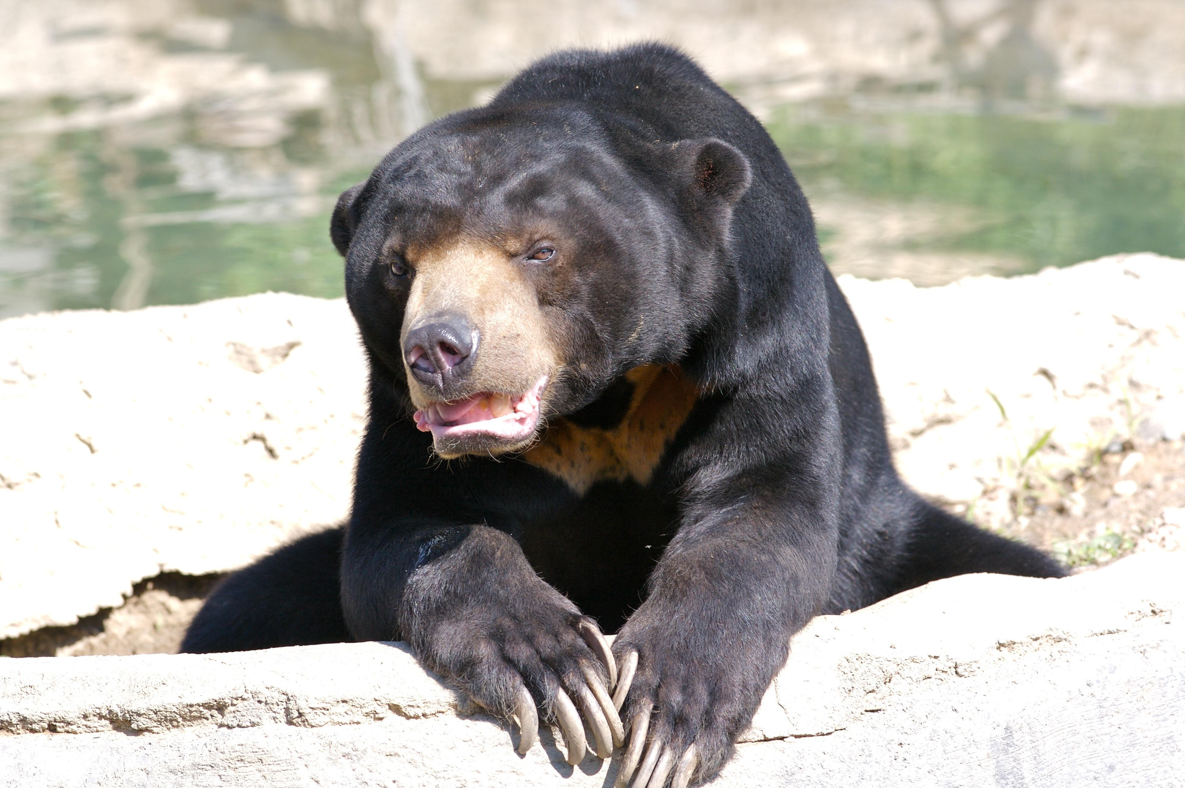 Sun Bear Wallpaper Image Photo Picture Background