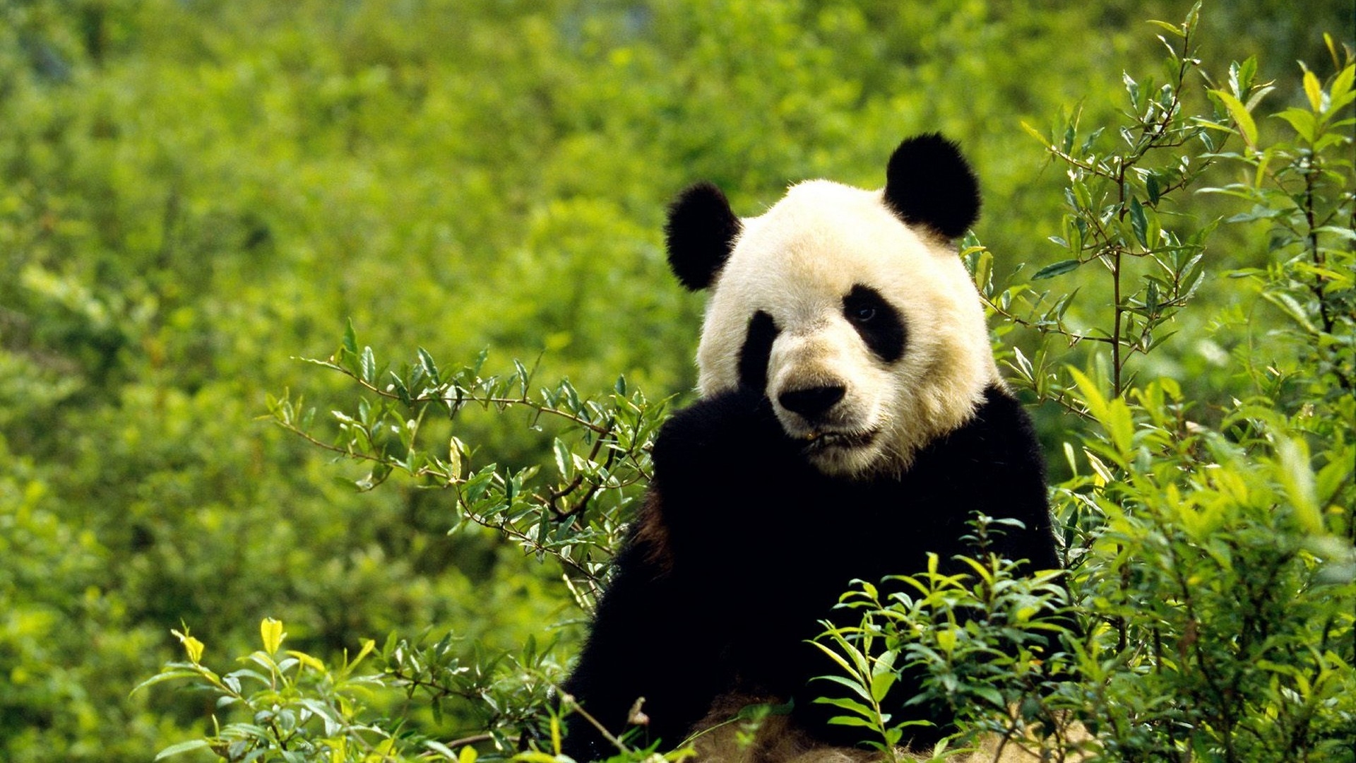 china animals giant panda bears 1920x1080 wallpaper High