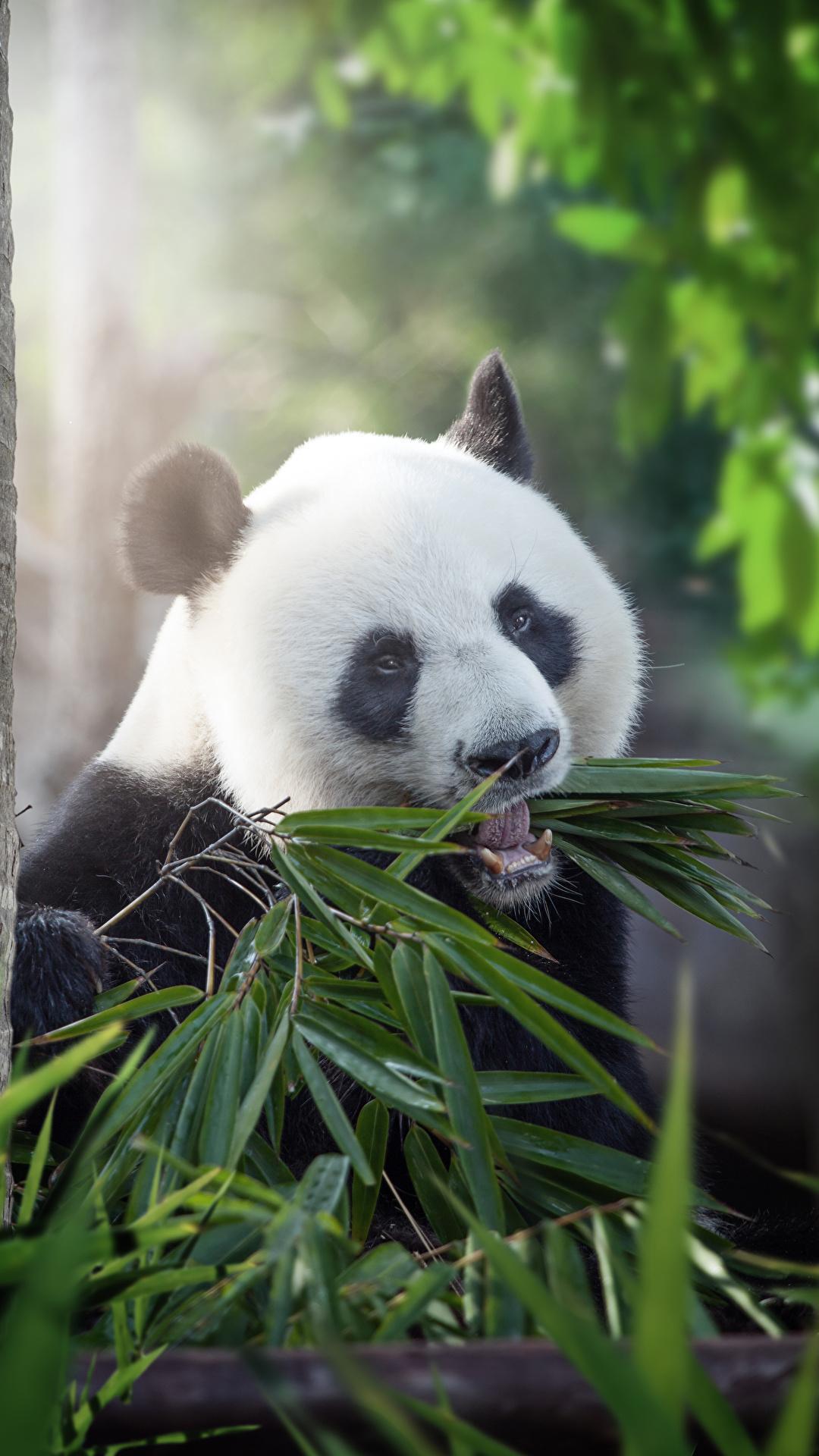Giant Panda HD Wallpaper for Android
