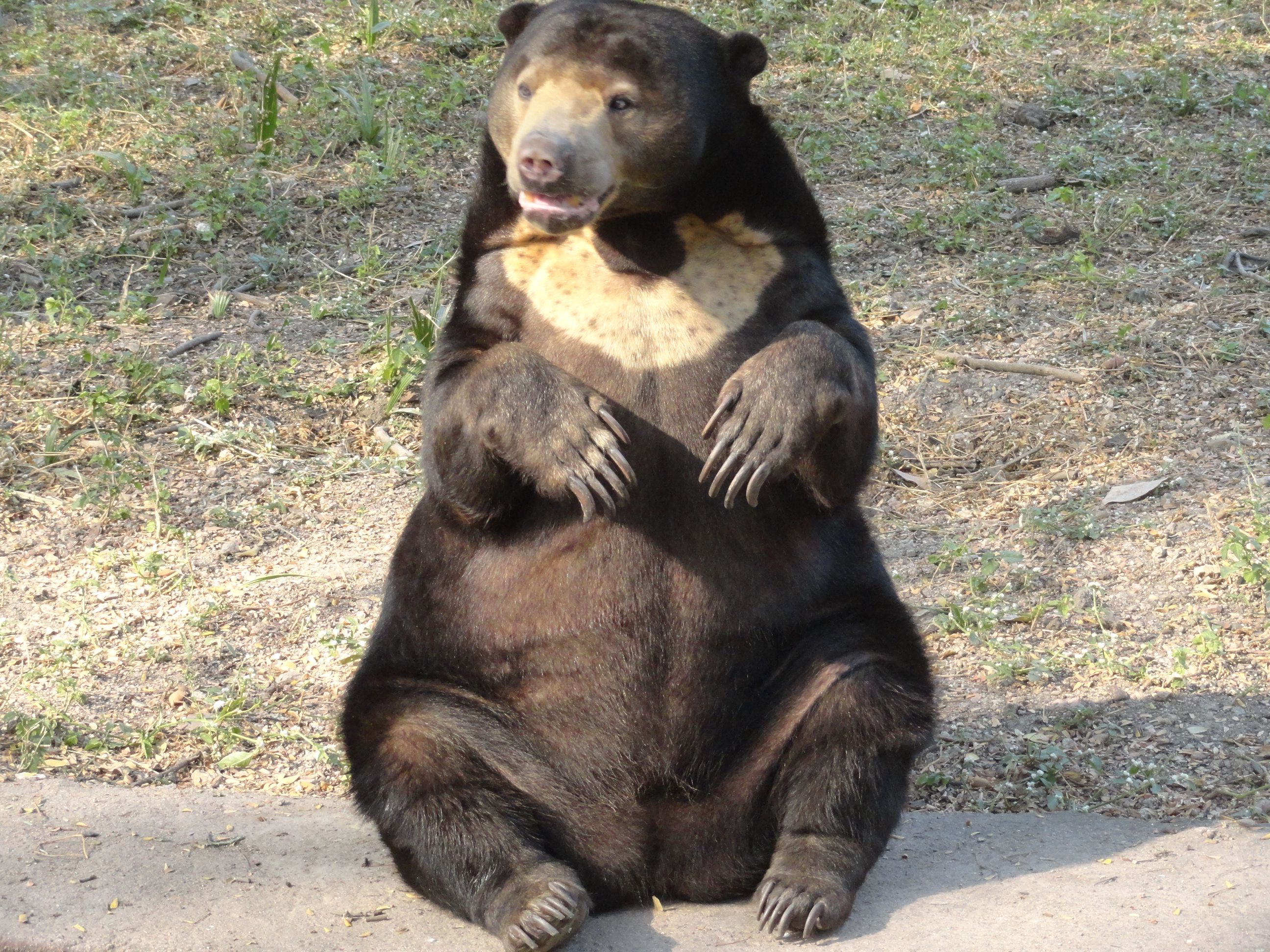 bear. Computer desktop