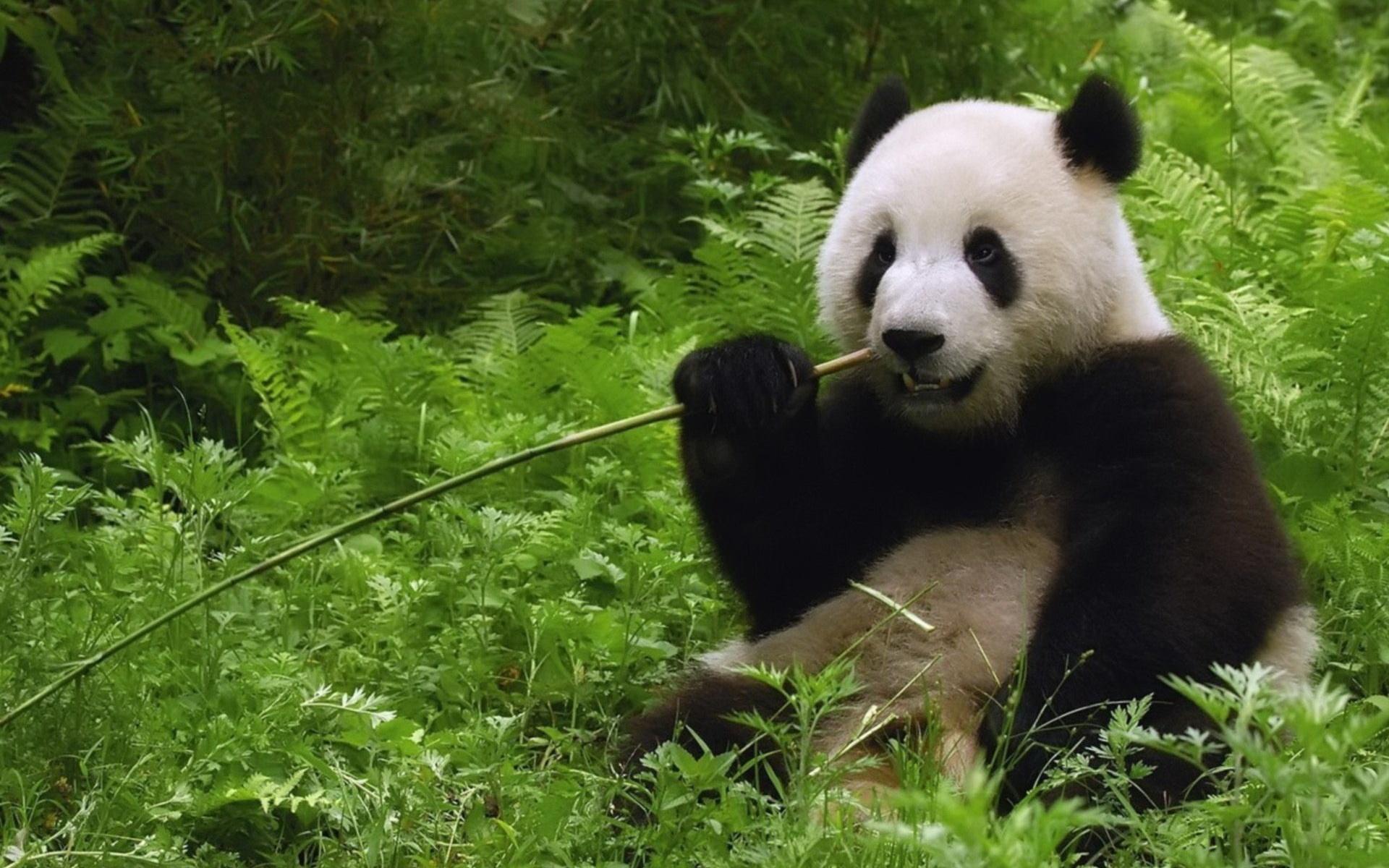 Giant Panda Eating Bamboo wallpaper