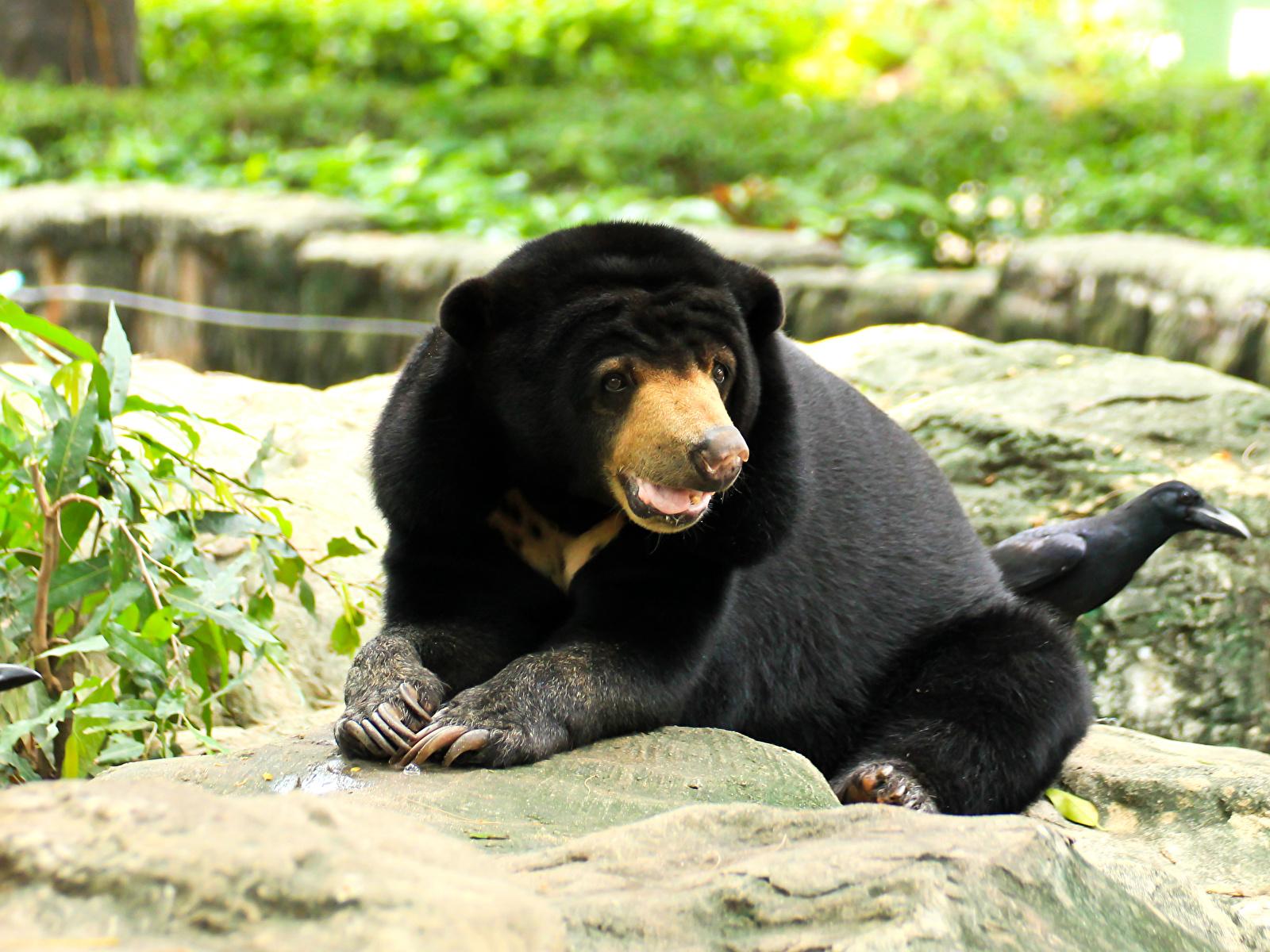 image Bears Malayan sun bears Glance Animals 1600x1200
