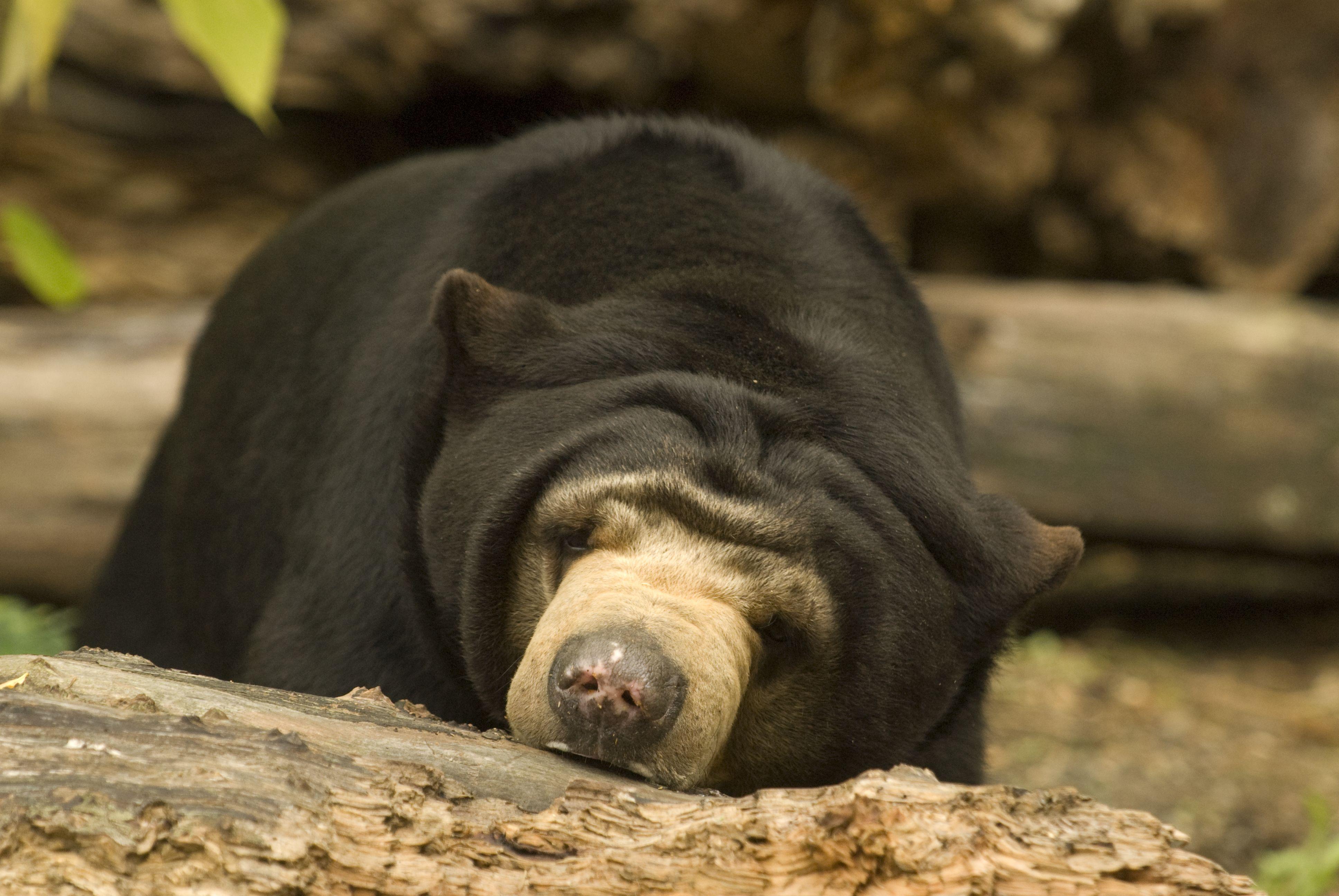 Sleepy #SunBear. Malayan sun bear, Bear, Animals