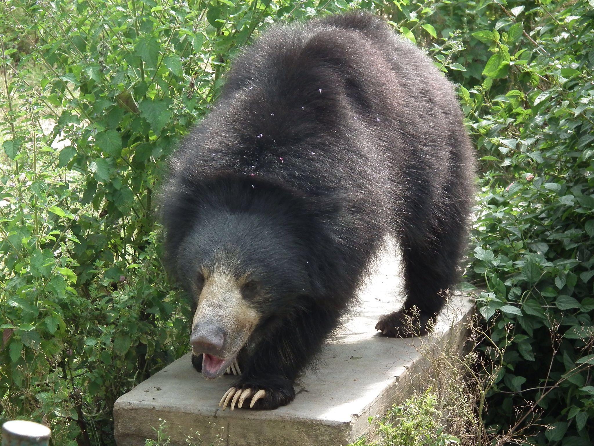 Indian sloth bear the real life baloo. Sloth bear, Bear