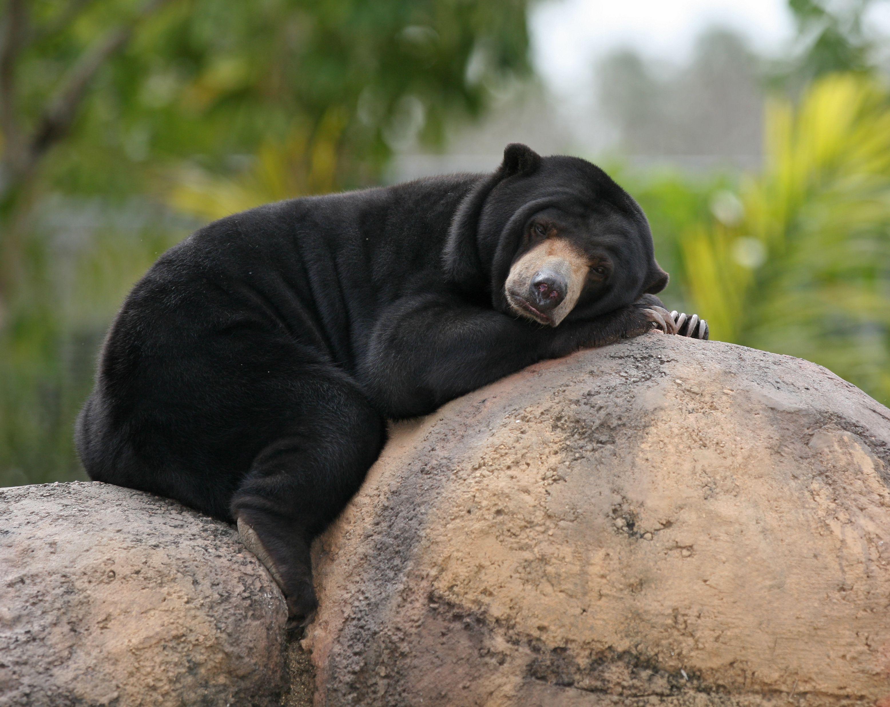 Malay Bear. ♉ BEARS ♉. Malayan sun bear, Bear, American