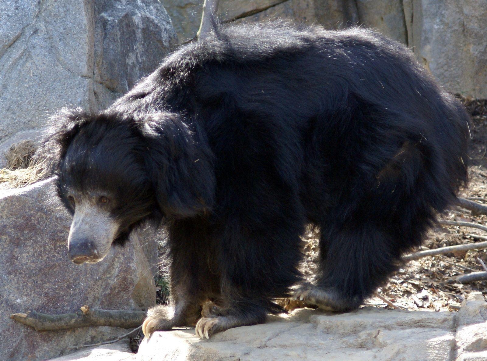 animals. Sloth bear, Bear species