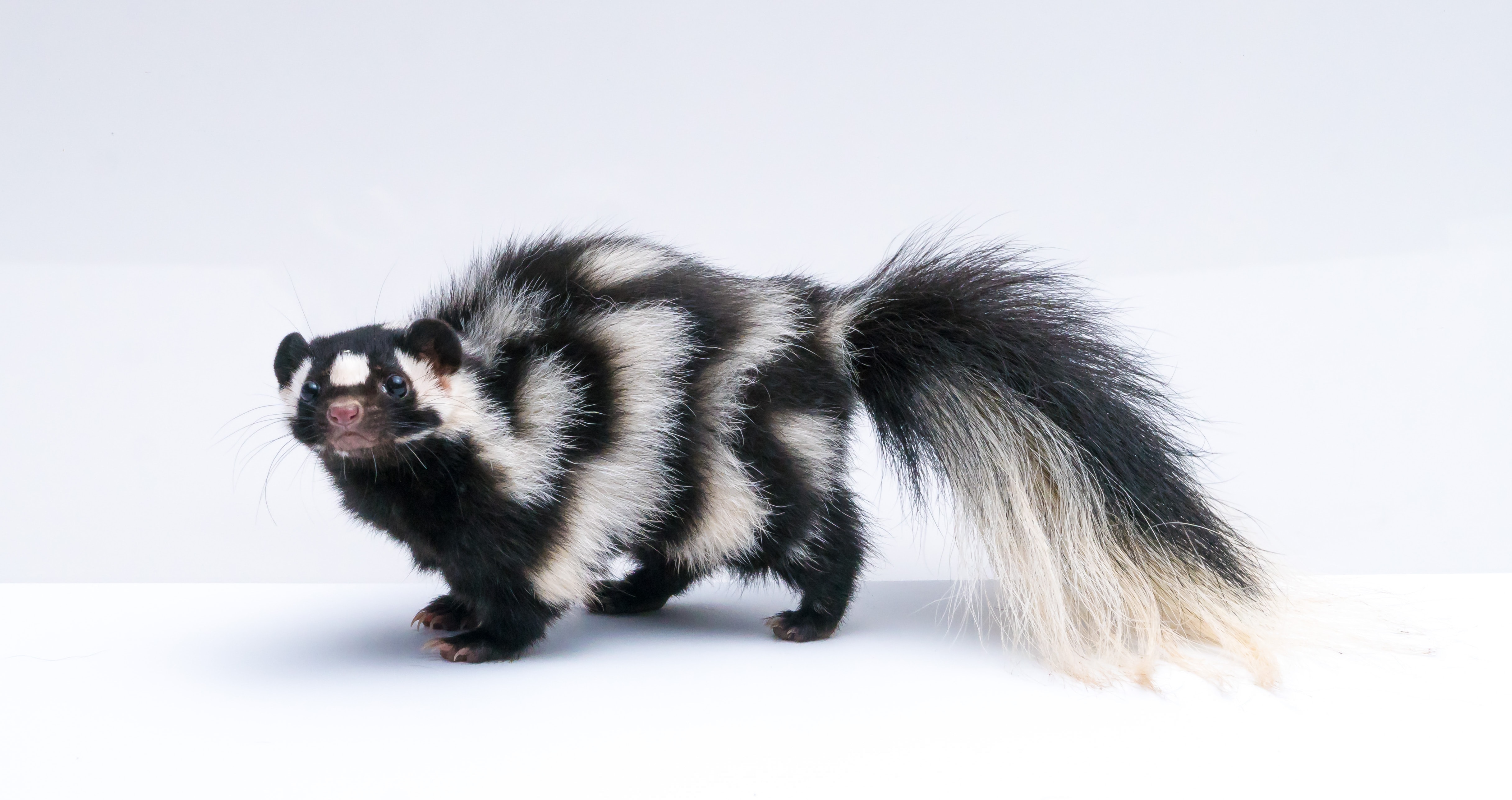 Skunk Picture. Download Free Image