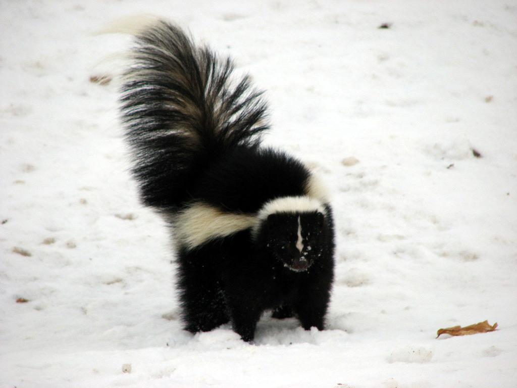 Skunks And Stink Badgers (Family Mephitidae) · INaturalist
