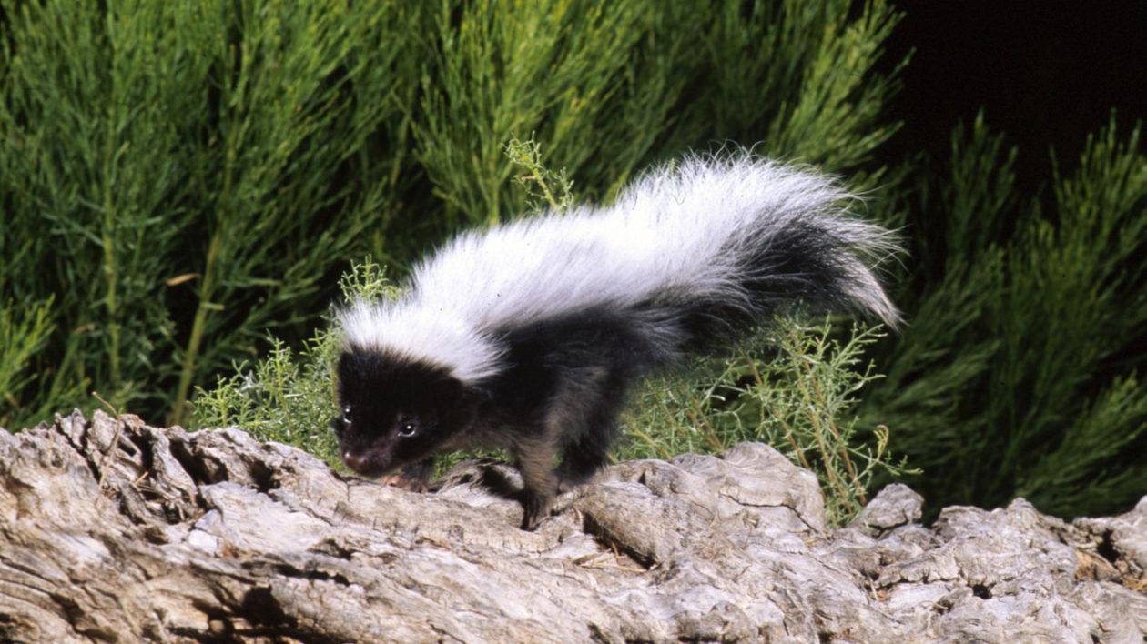 Why You Are Smelling Skunks This Week