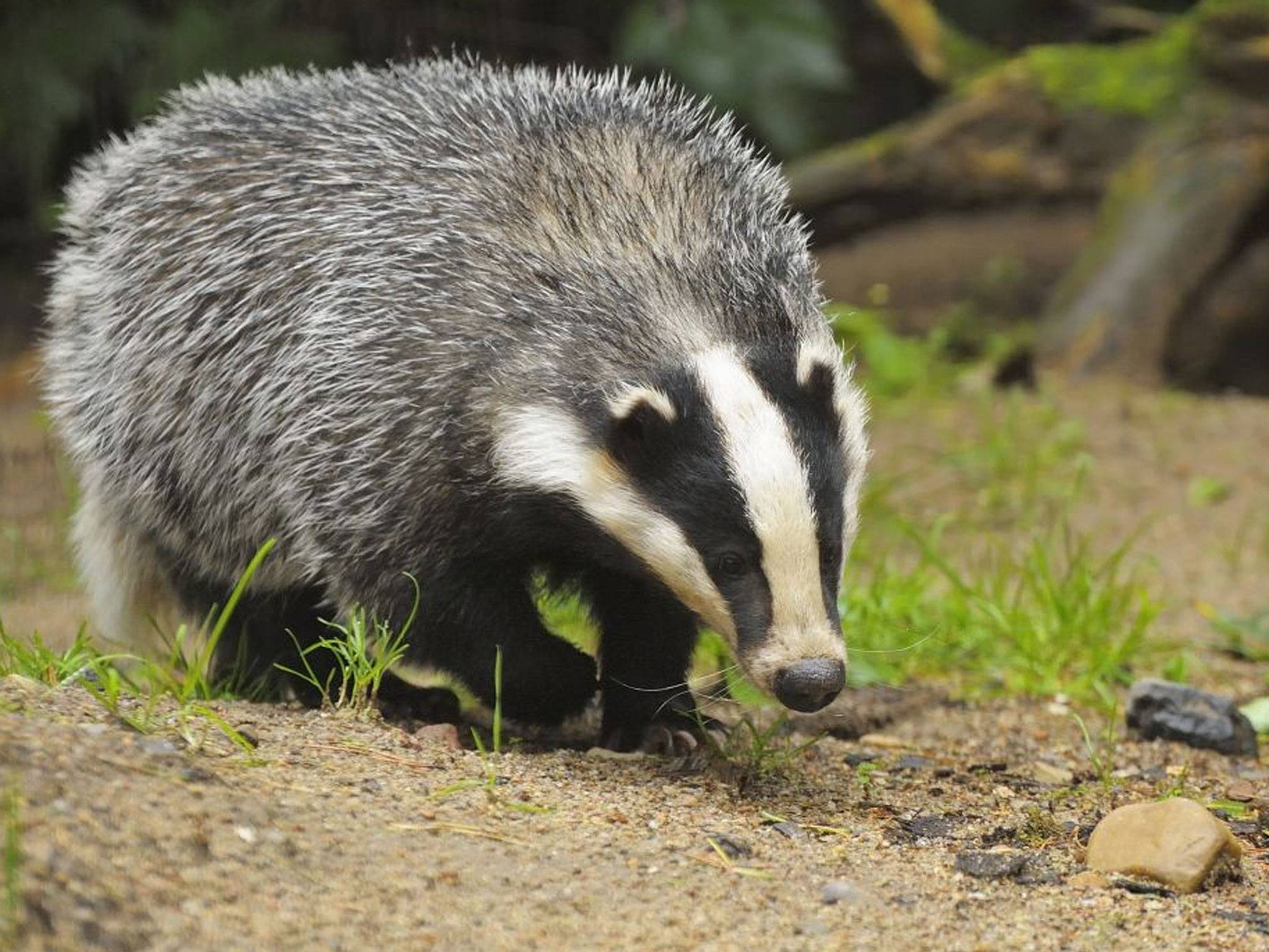 Stink Badgers Wallpapers Wallpaper Cave