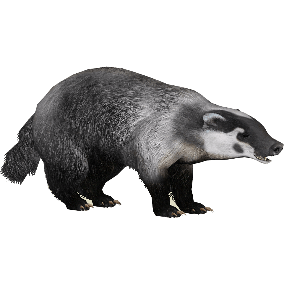 Badger PNG image free download