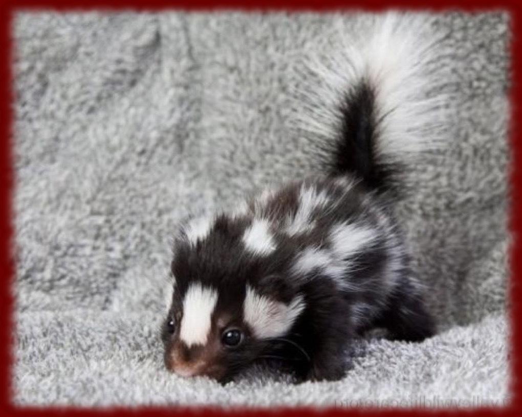 Cute Skunks wallpaper for Android