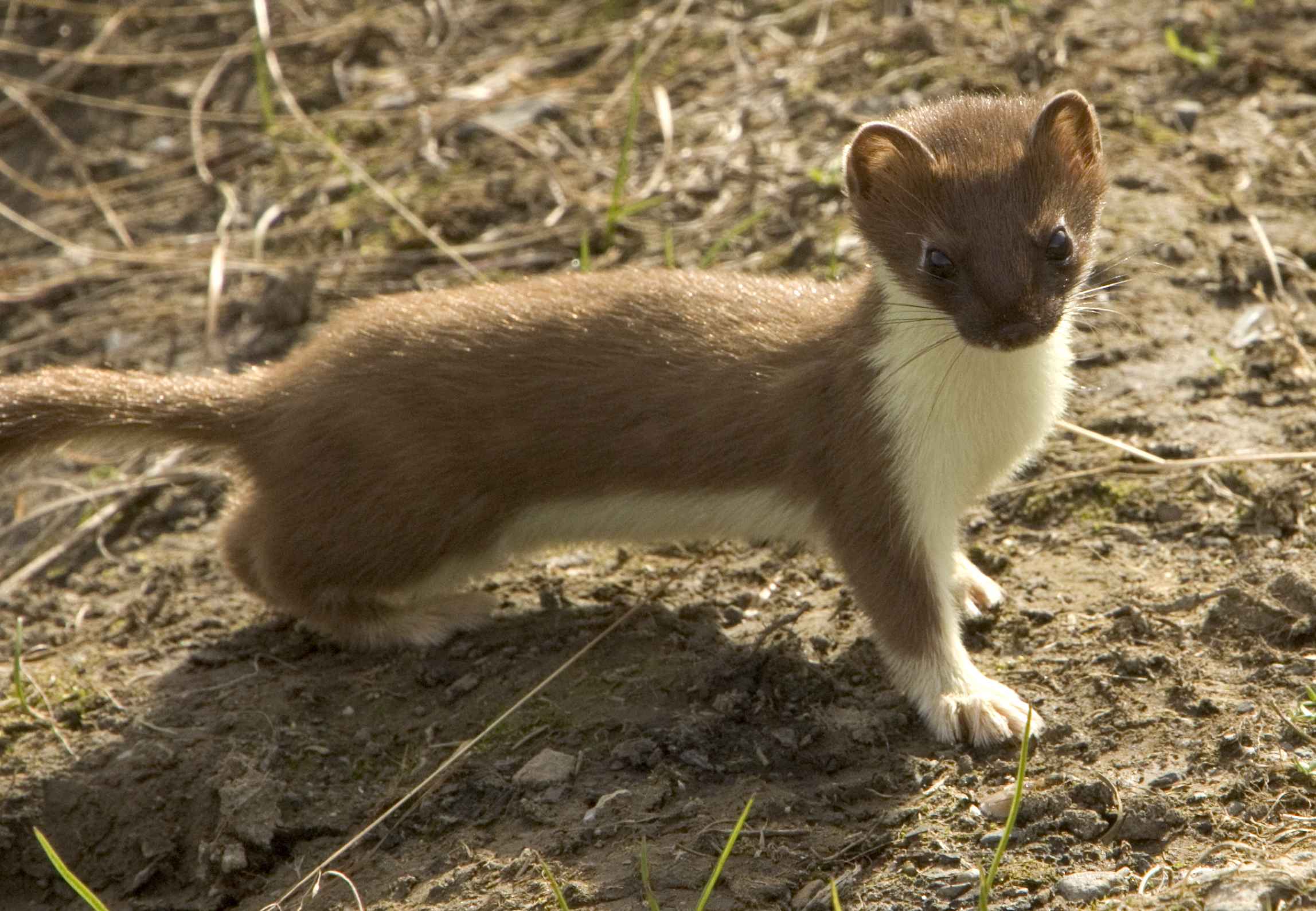 Free picture: weasel, short tailed, mammal, mustela, erminea