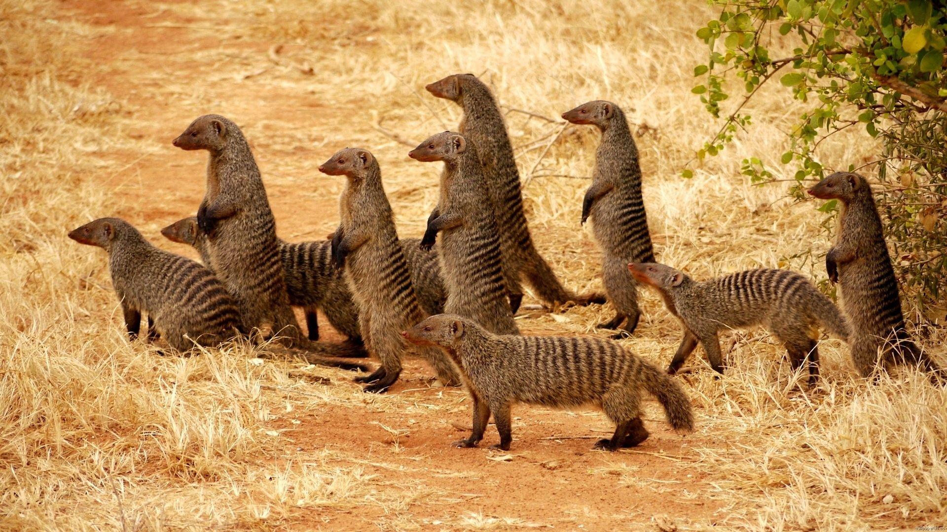The meerkat or suricate is a small carnivoran belonging to