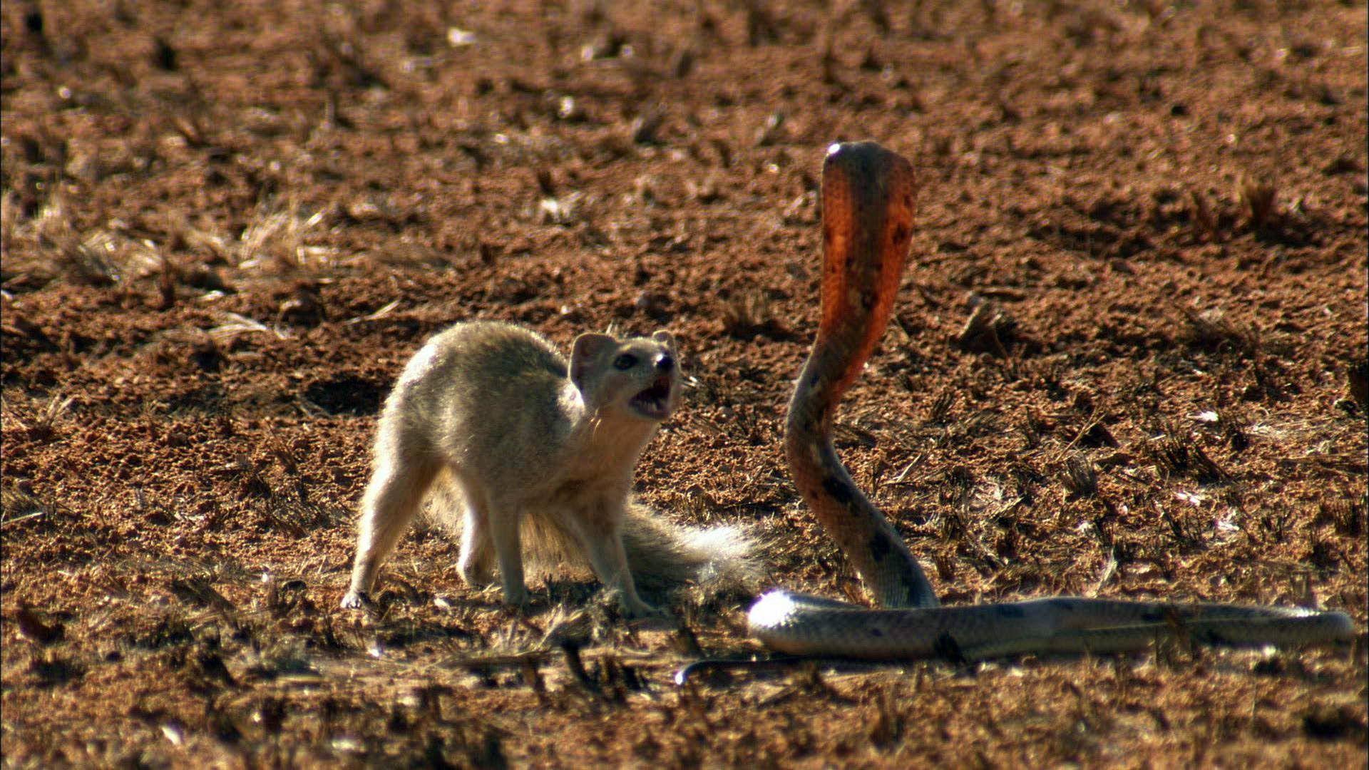 Mongoose Vs. Cobra. Mongoose, Cobra snake, Cobra video