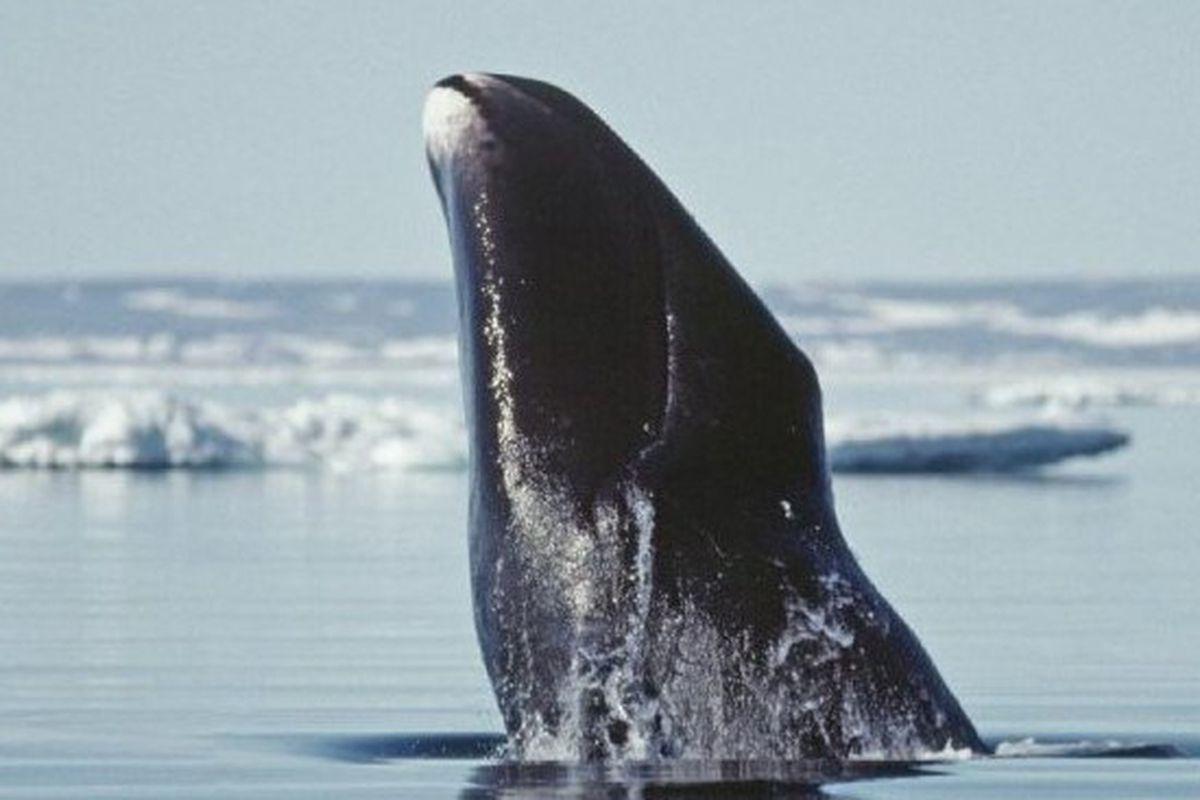 Bowhead whale genome may unlock its longevity secrets