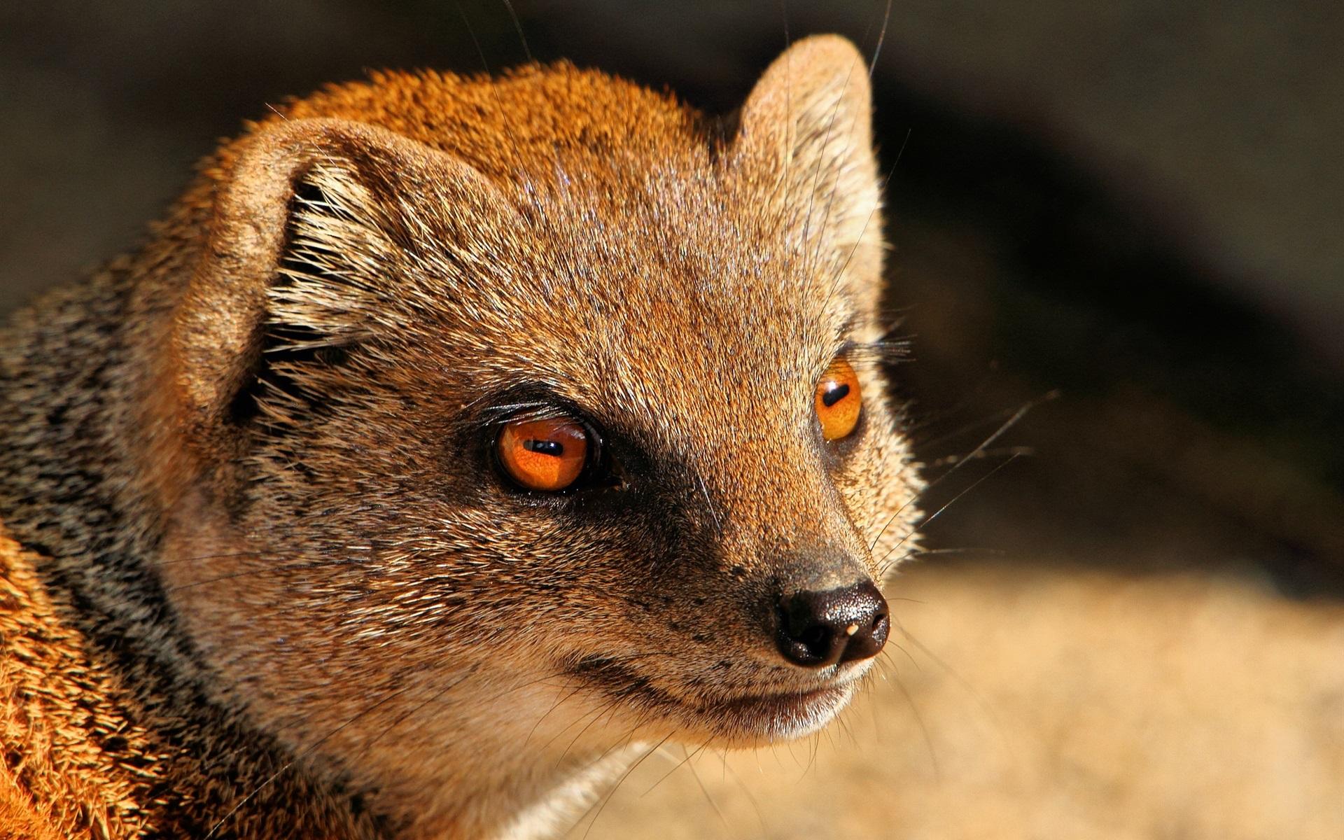 Wallpaper Mongoose, predator, red eyes 1920x1200 HD Picture