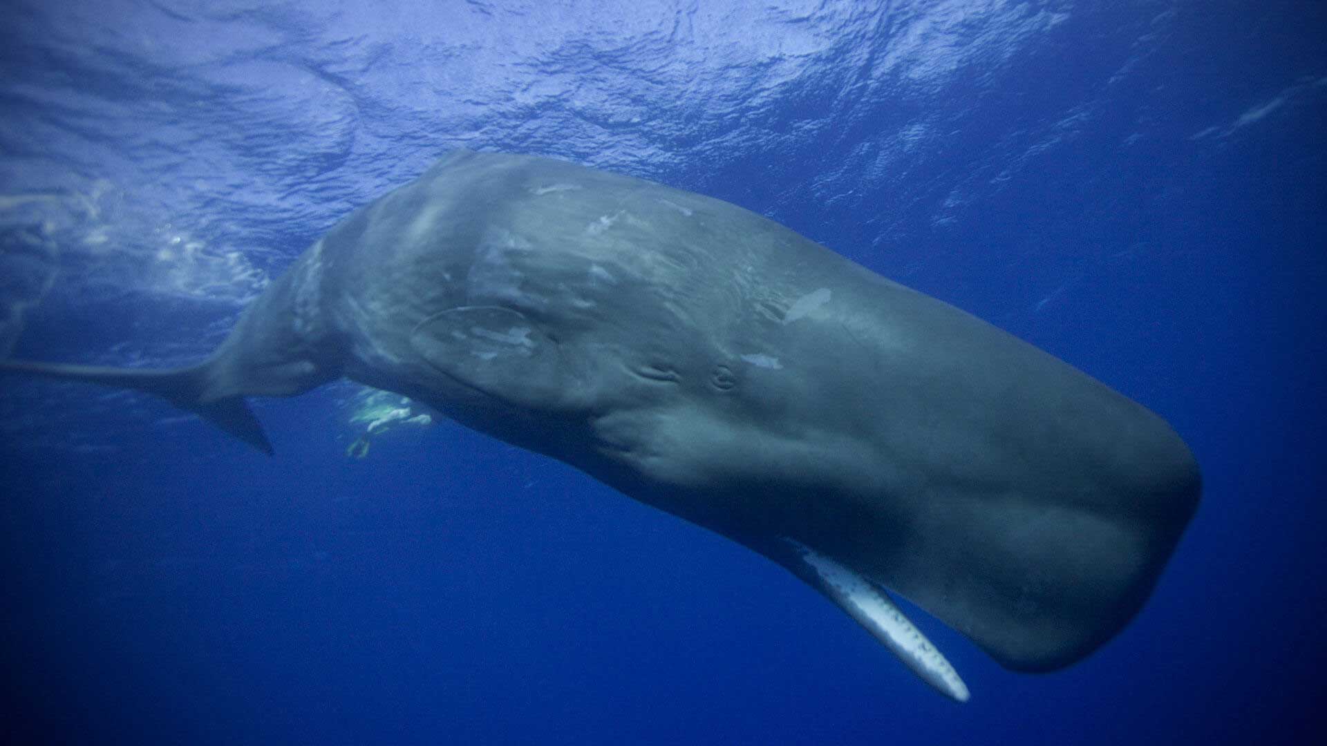 Sperm Whale Holidays & Whale Watching World Safaris