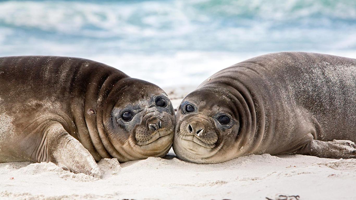 Wallpaper Seals Eared seal 2 Animals Staring 1366x768
