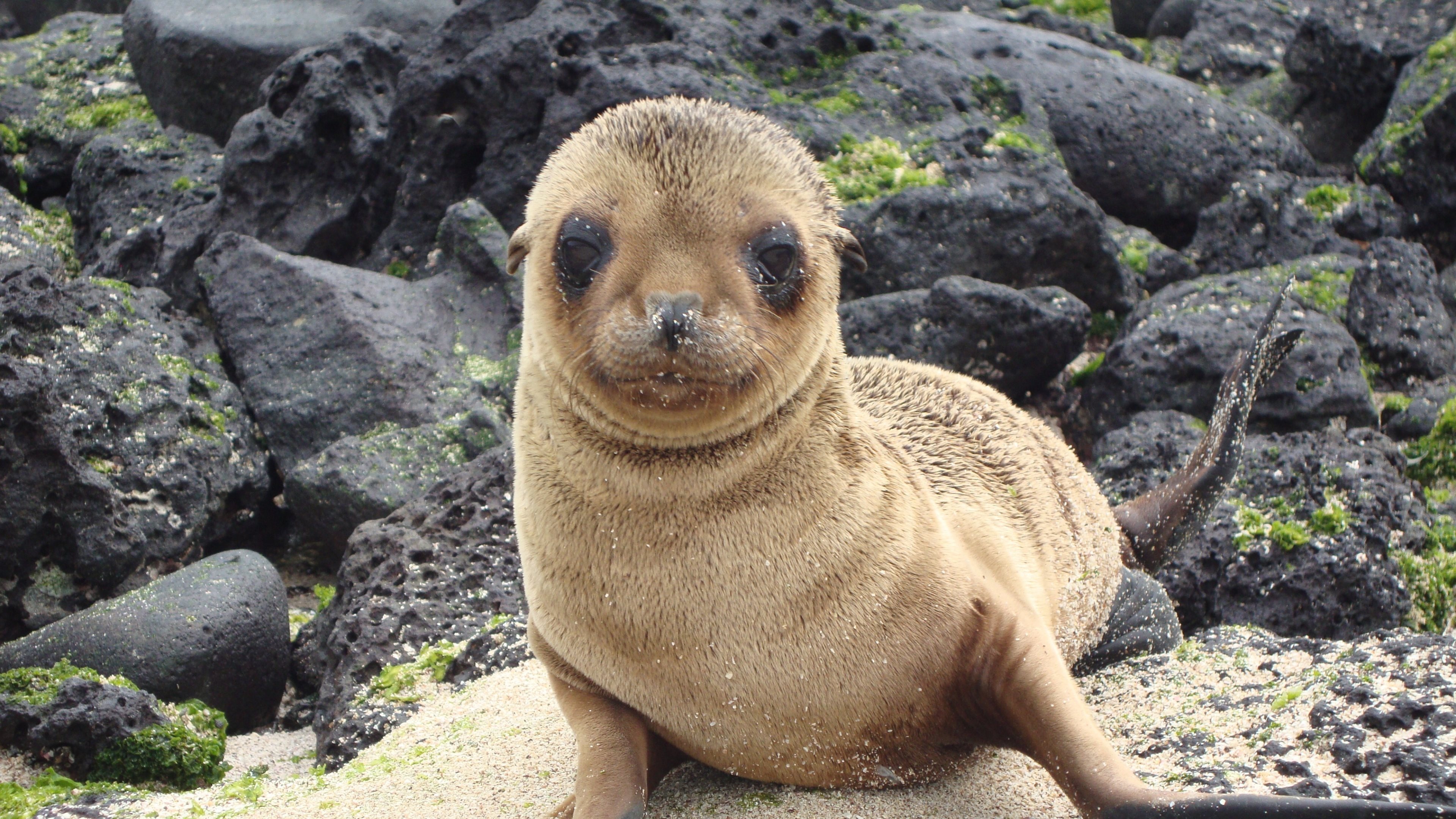 Download wallpaper Sea lion, eared seal, cute animals