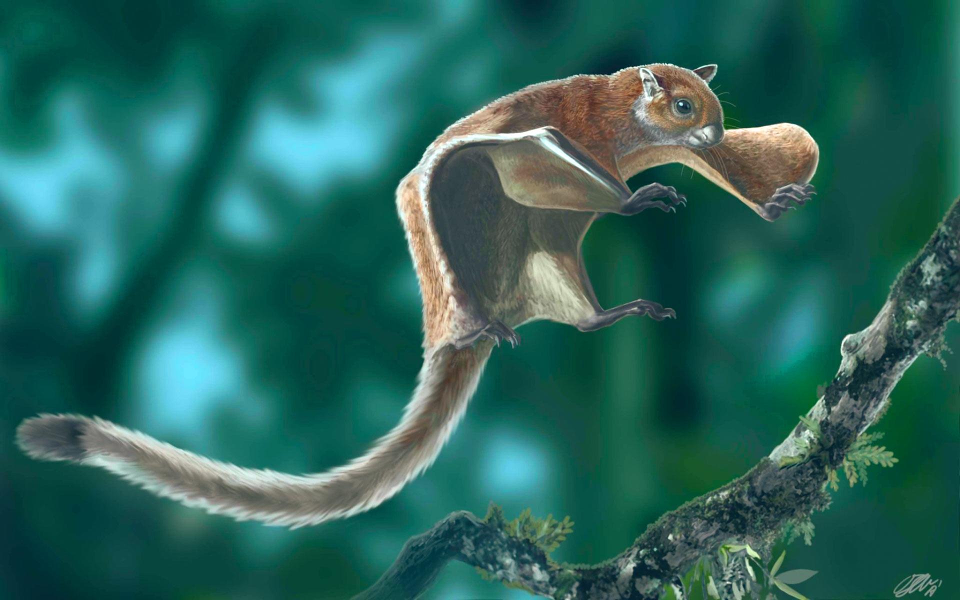 World's Oldest Flying Squirrel Fossil Discovered
