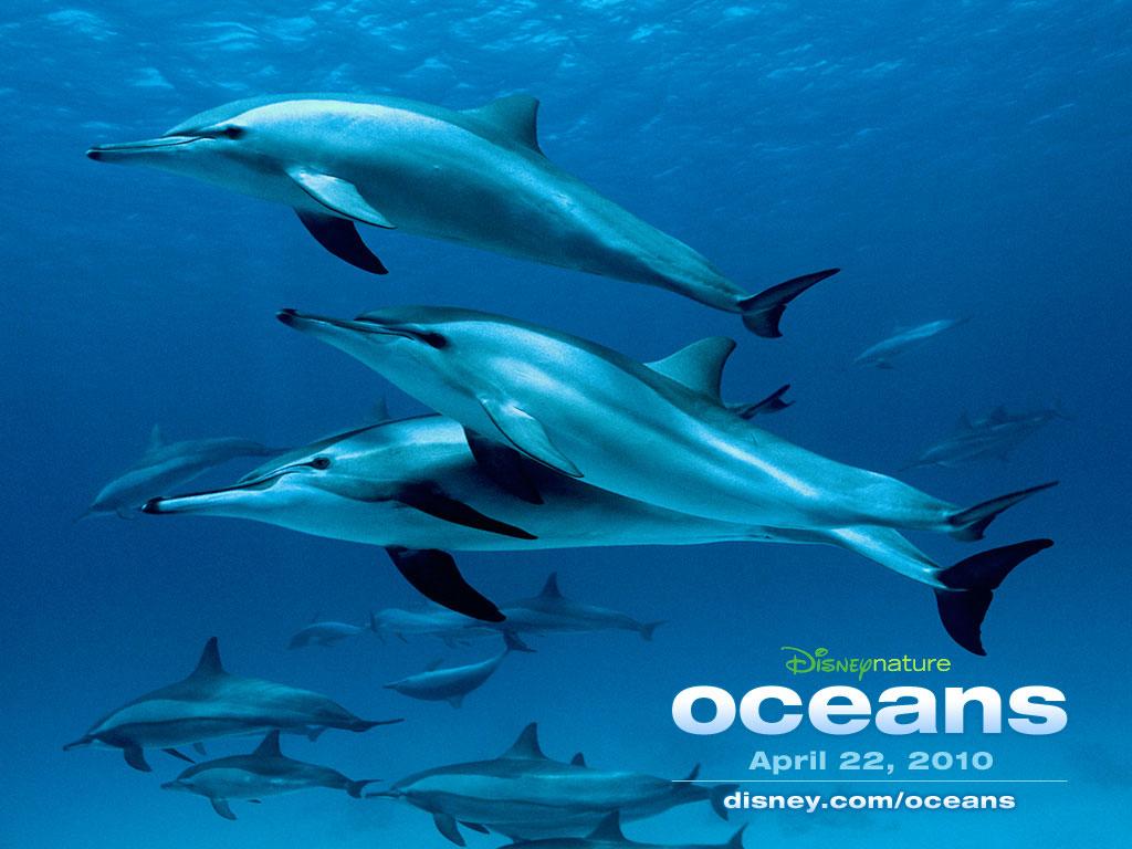 Dolphins Oceans Wallpaper