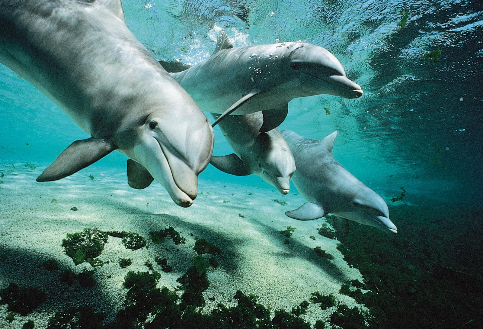 dolphin. Facts & Picture