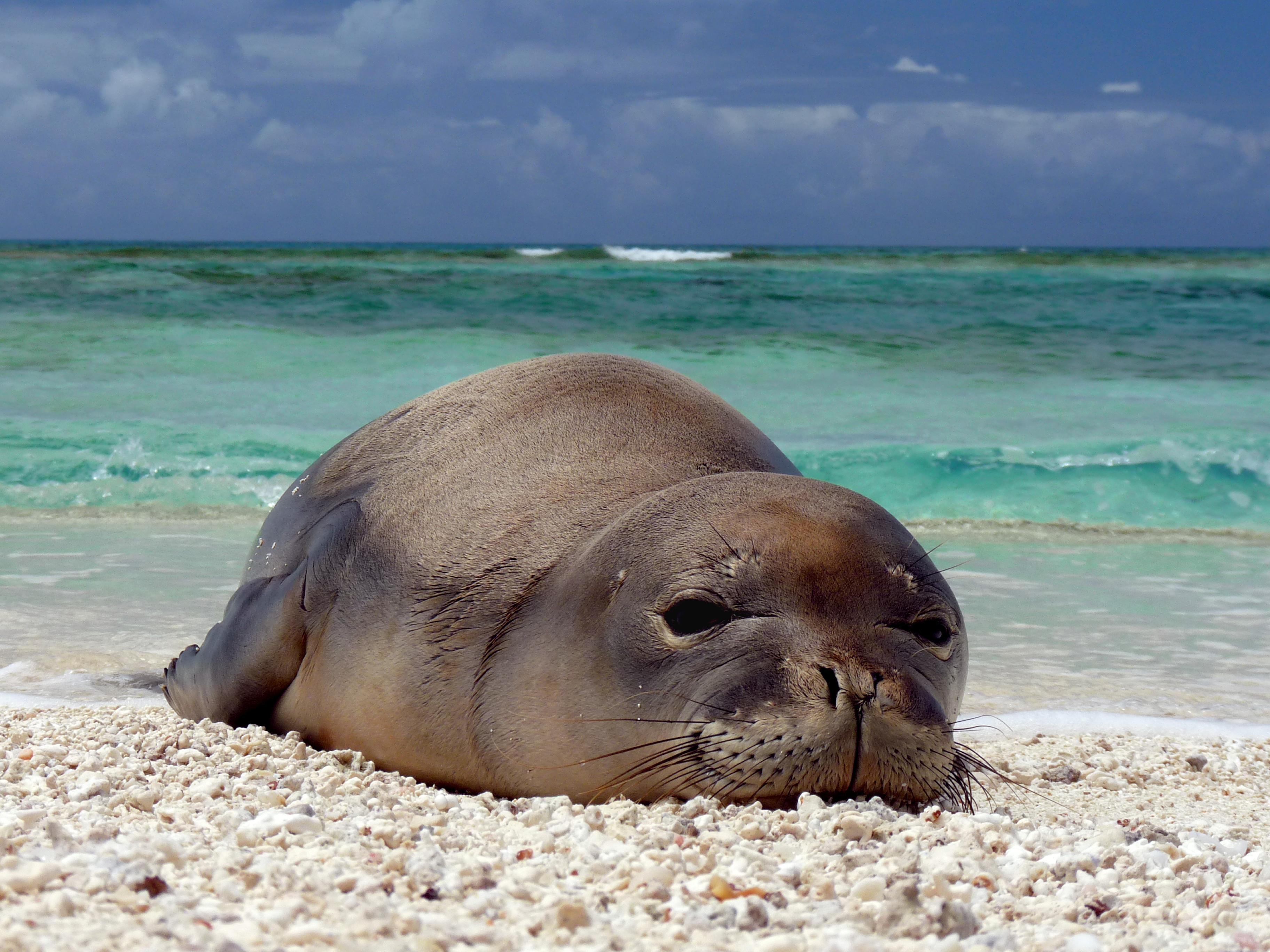 Eared Seals Wallpapers Wallpaper Cave