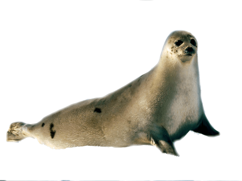 Seal PNG image