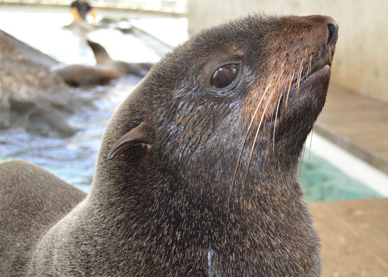 Who's Who? Fur Seal vs. Sea Lion England Aquarium